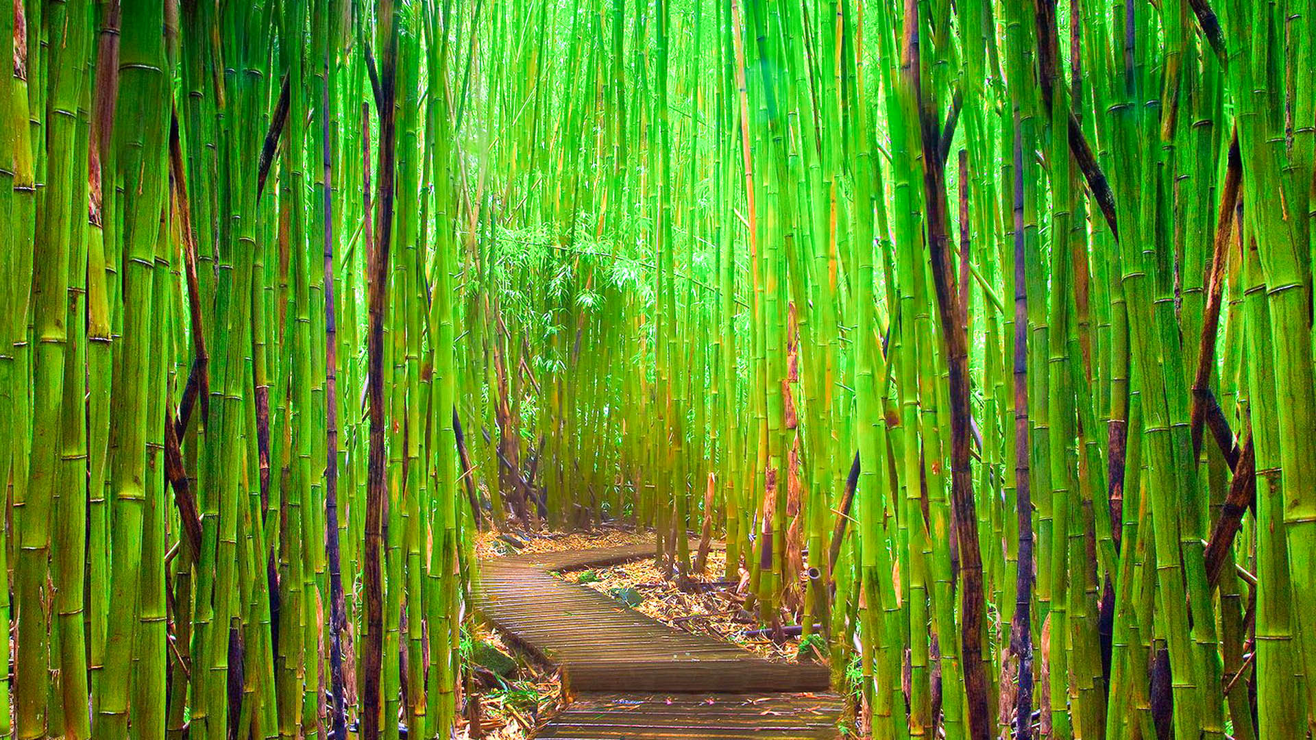 Bamboo Hd Wallpapers