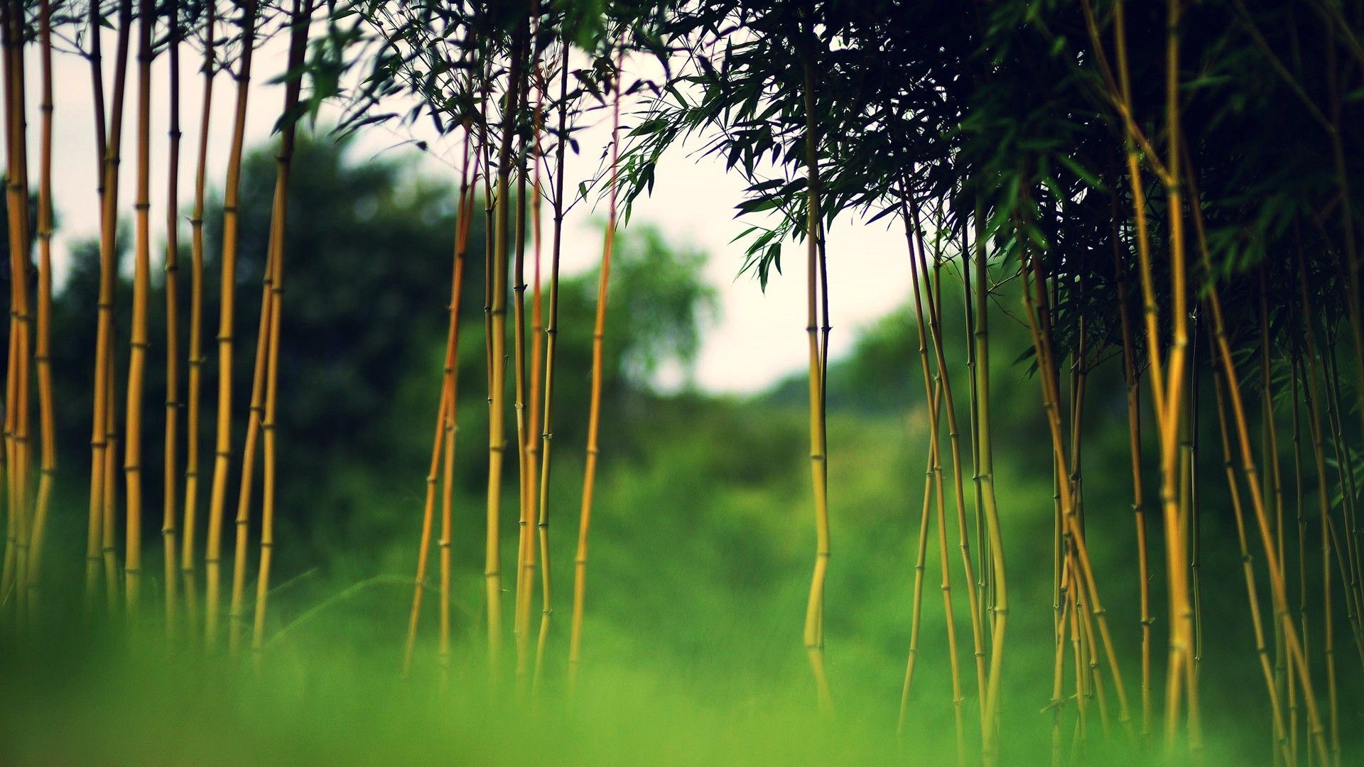 Bamboo Hd Wallpapers