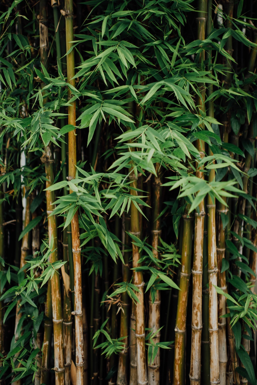 Bamboo Hd Wallpapers