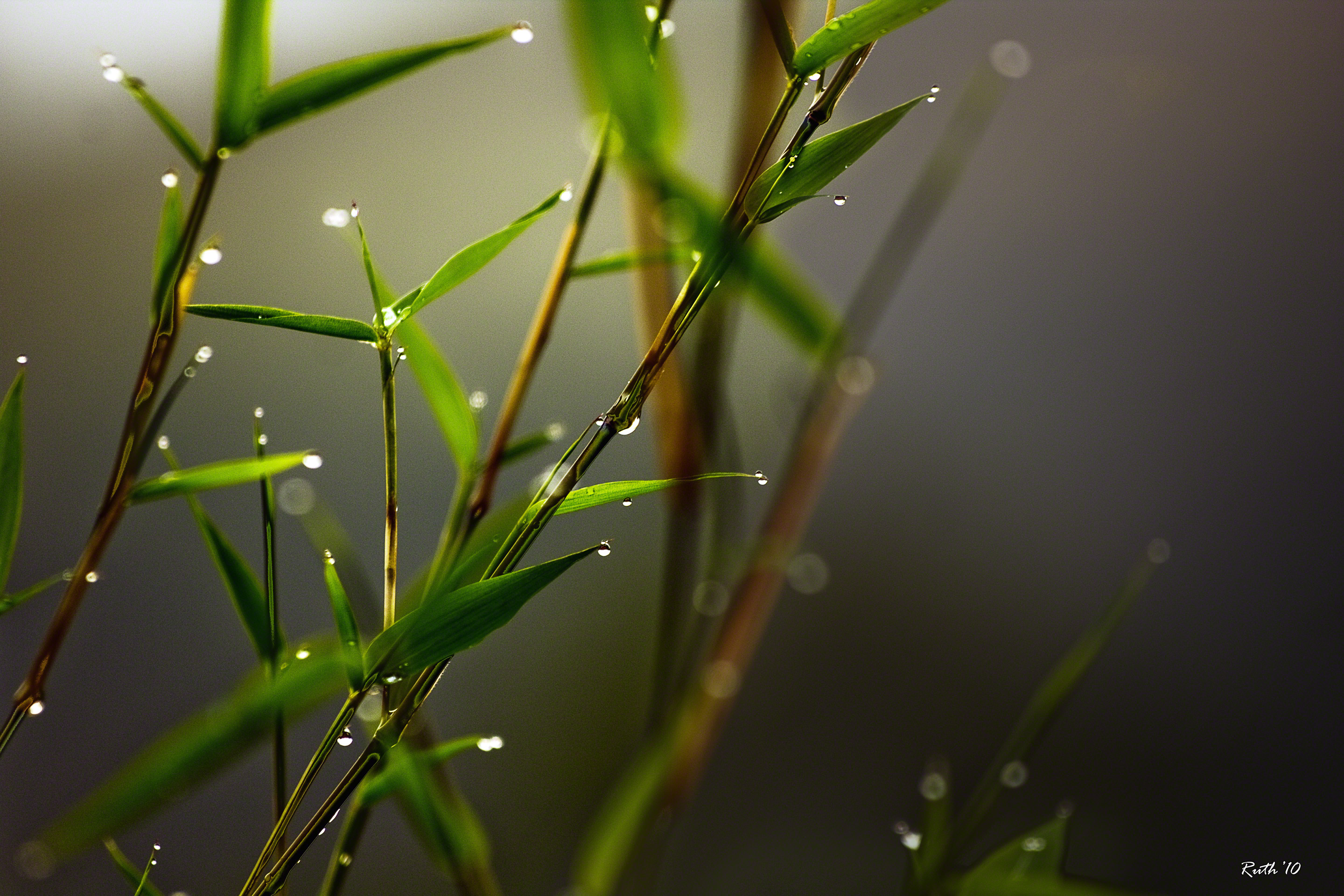 Bamboo Hd Wallpapers