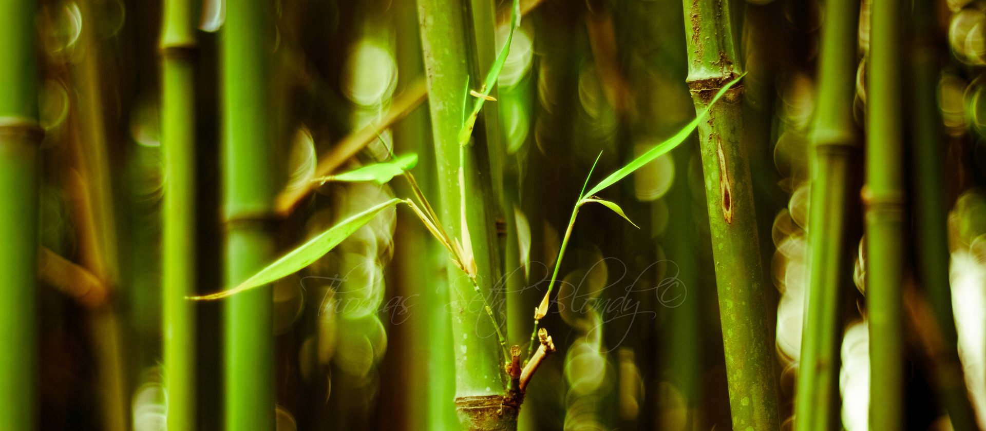 Bamboo Hd Wallpapers