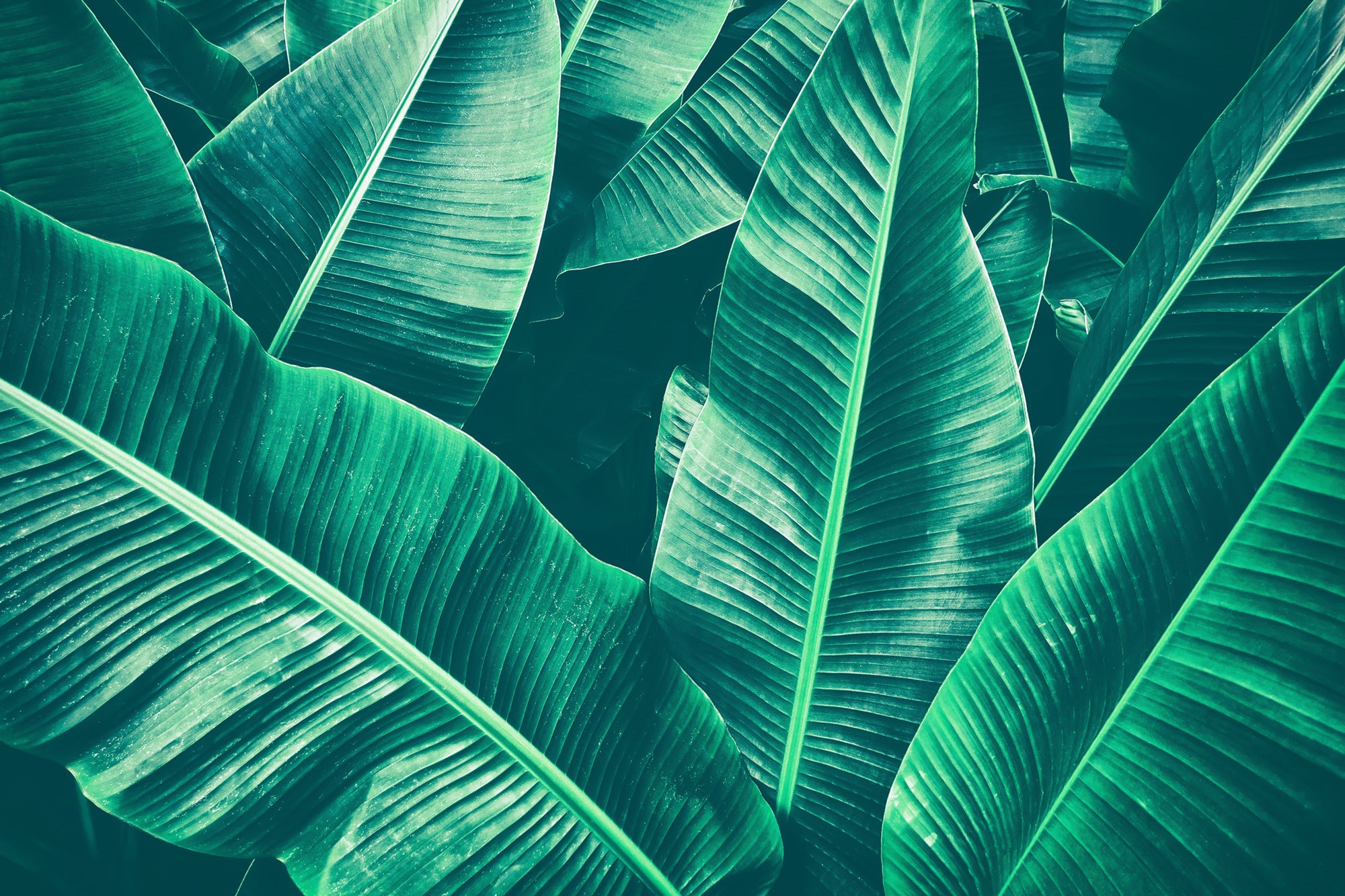 Banana Leaf Wallpapers