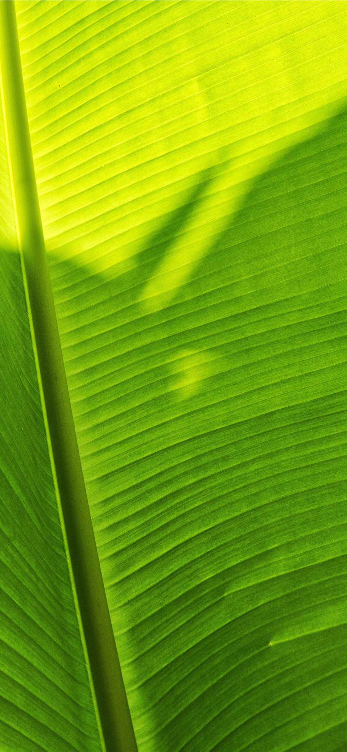 Banana Leaf Wallpapers