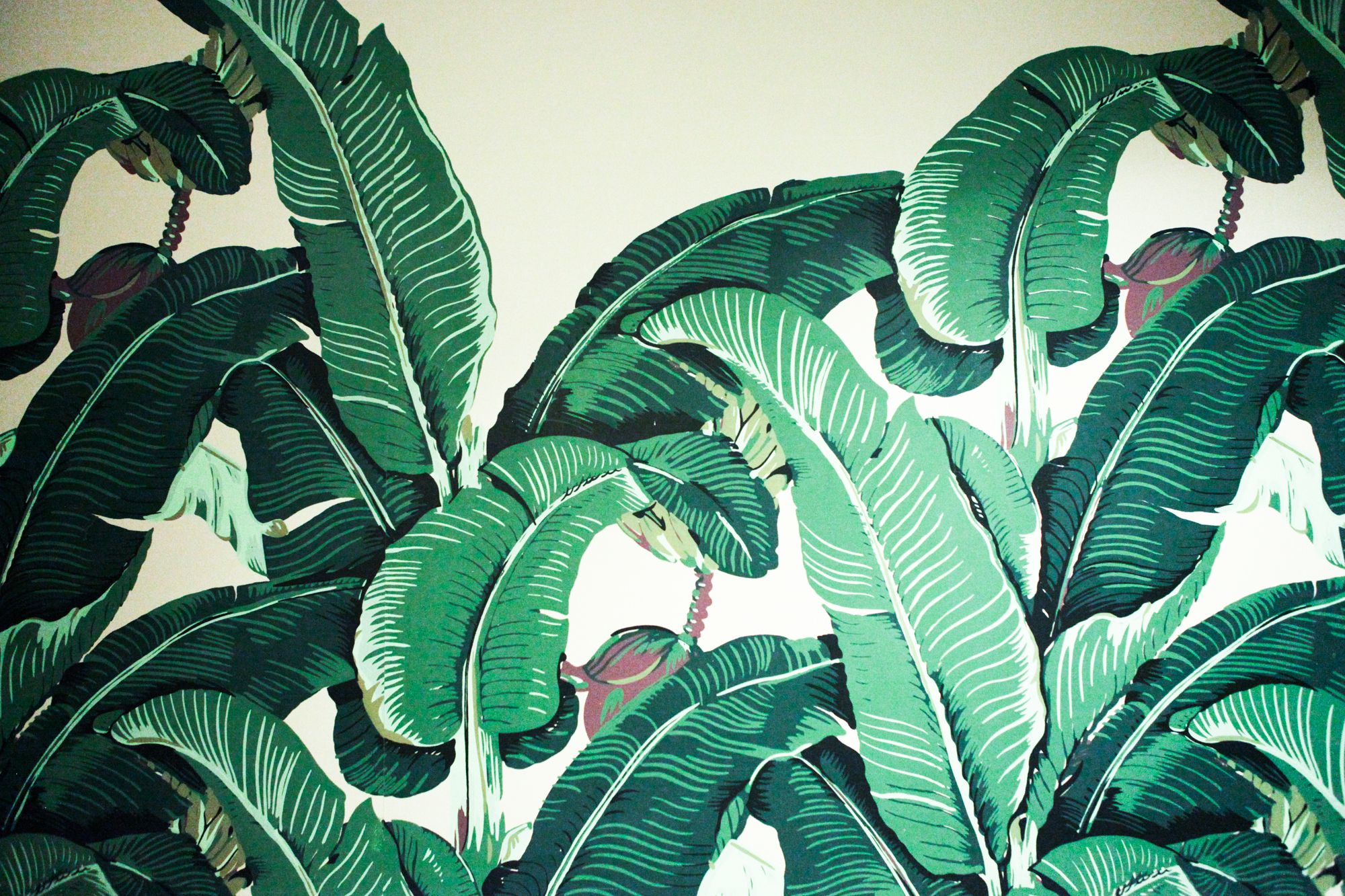 Banana Leaf Wallpapers