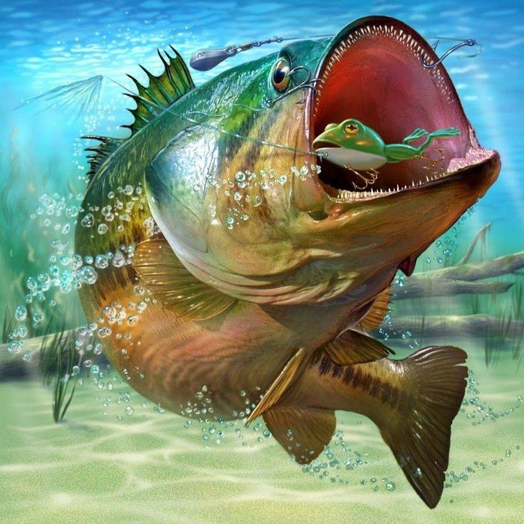 Bass Fishing Wallpapers