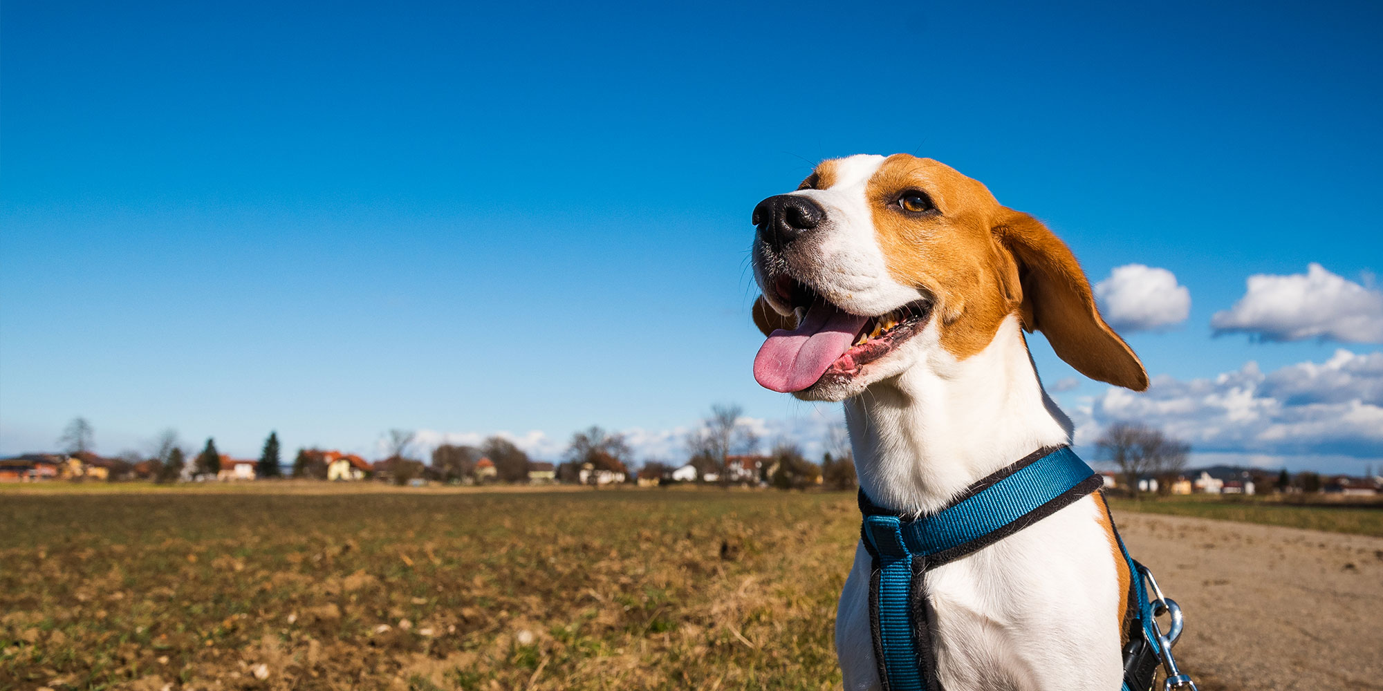 Beagle Patronus Wallpapers