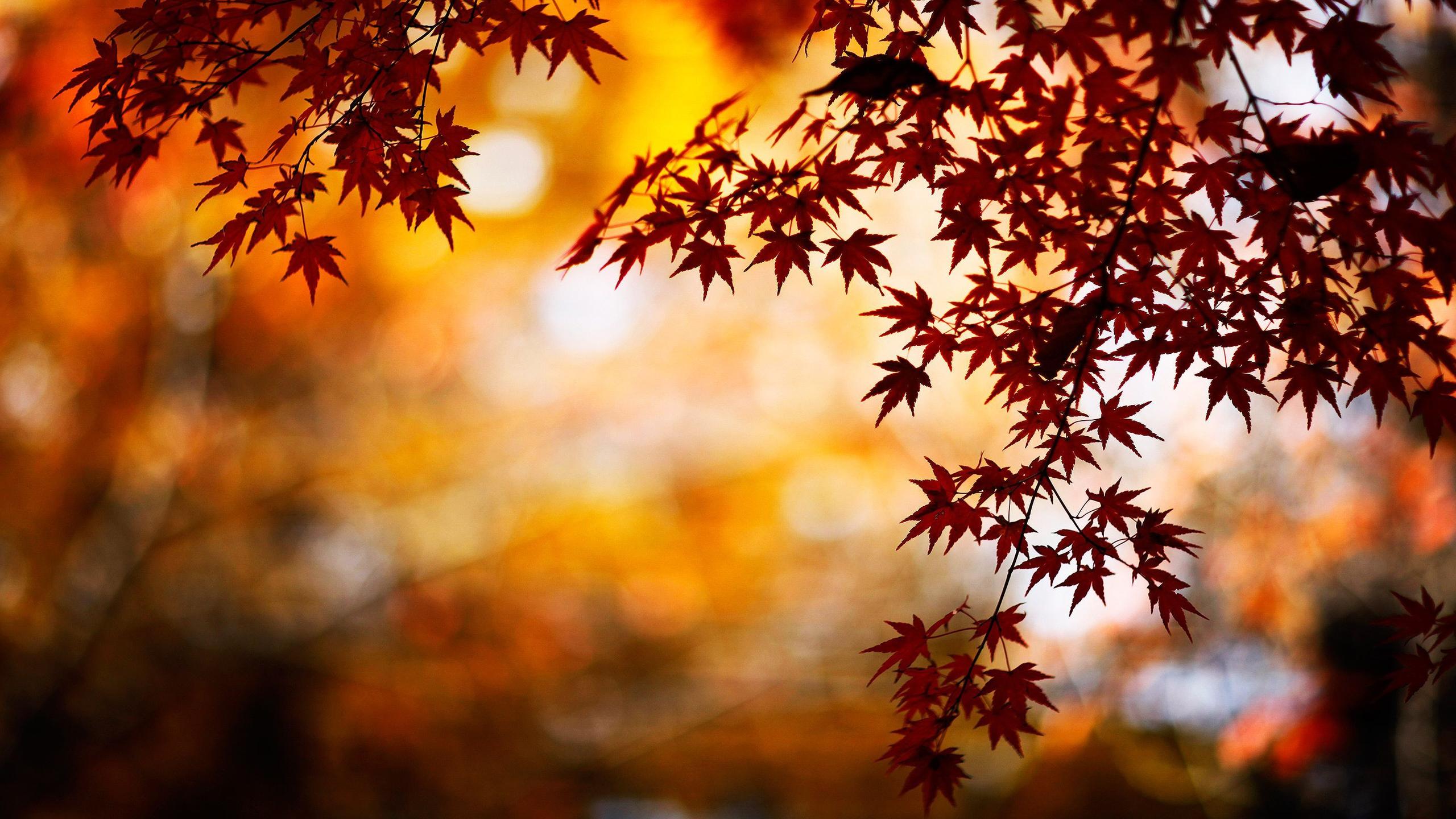 Beautiful Autumn Good Morning Images Wallpapers