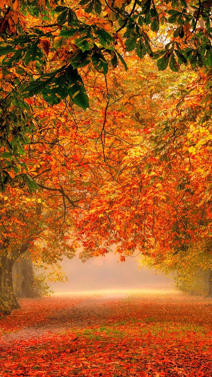 Beautiful Autumn Wallpapers