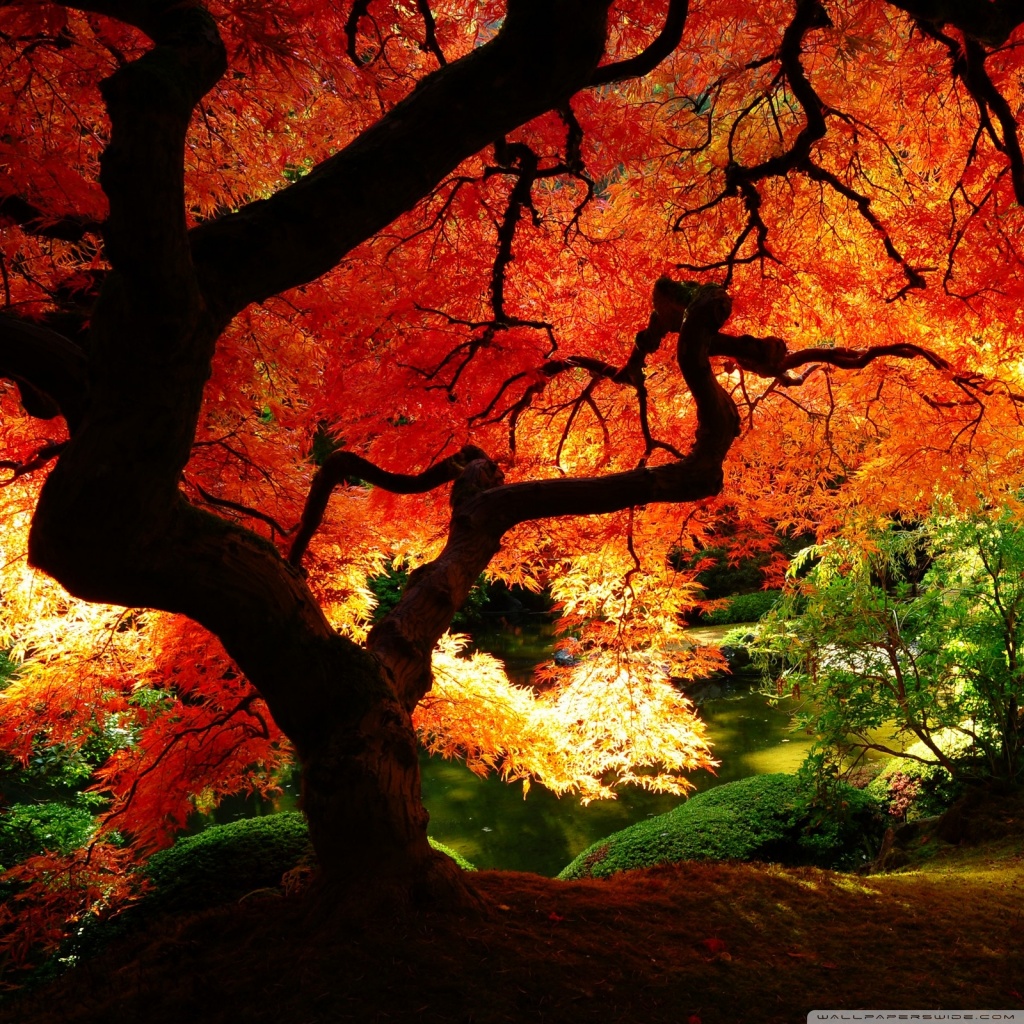 Beautiful Autumn Wallpapers