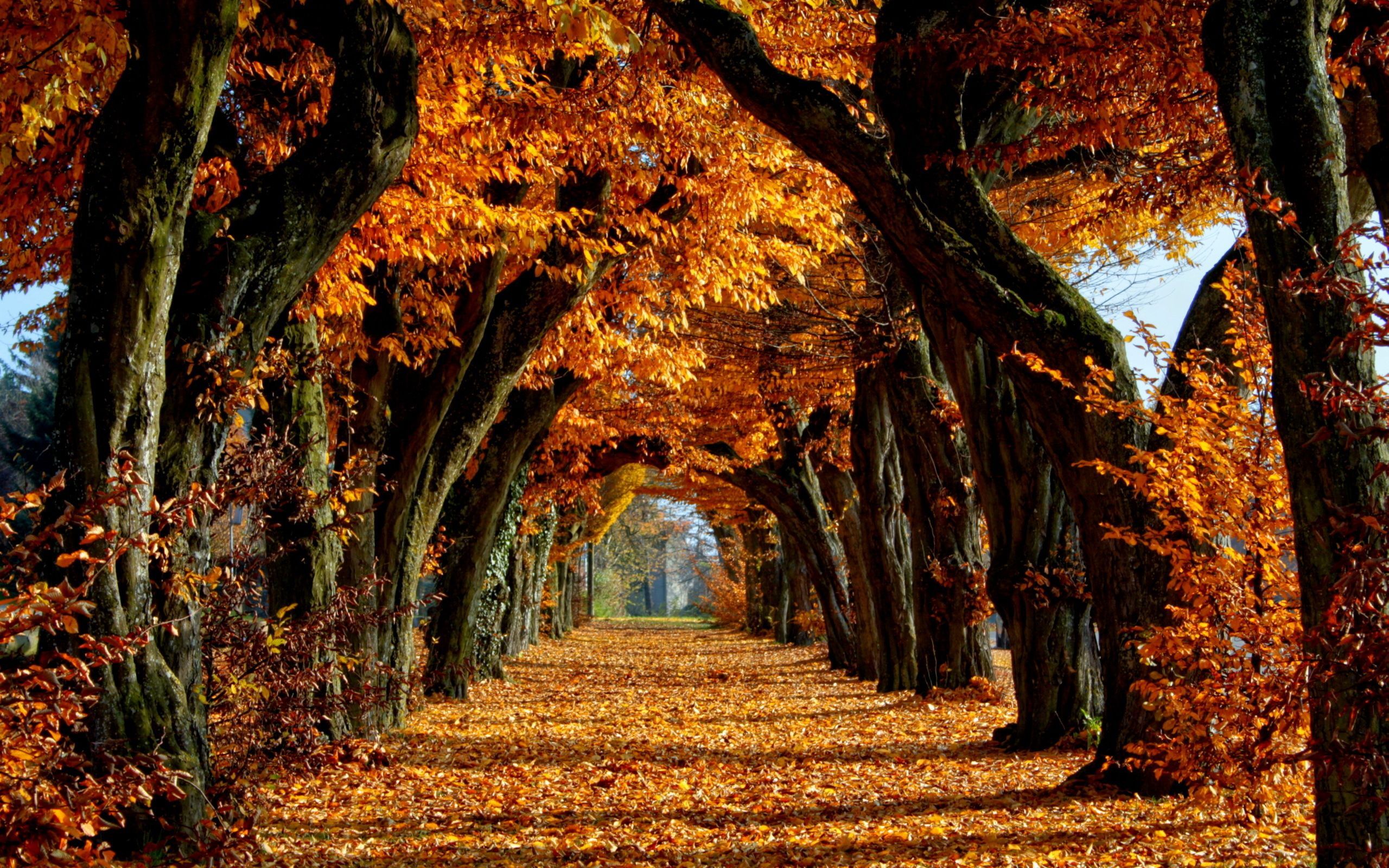 Beautiful Autumn Wallpapers