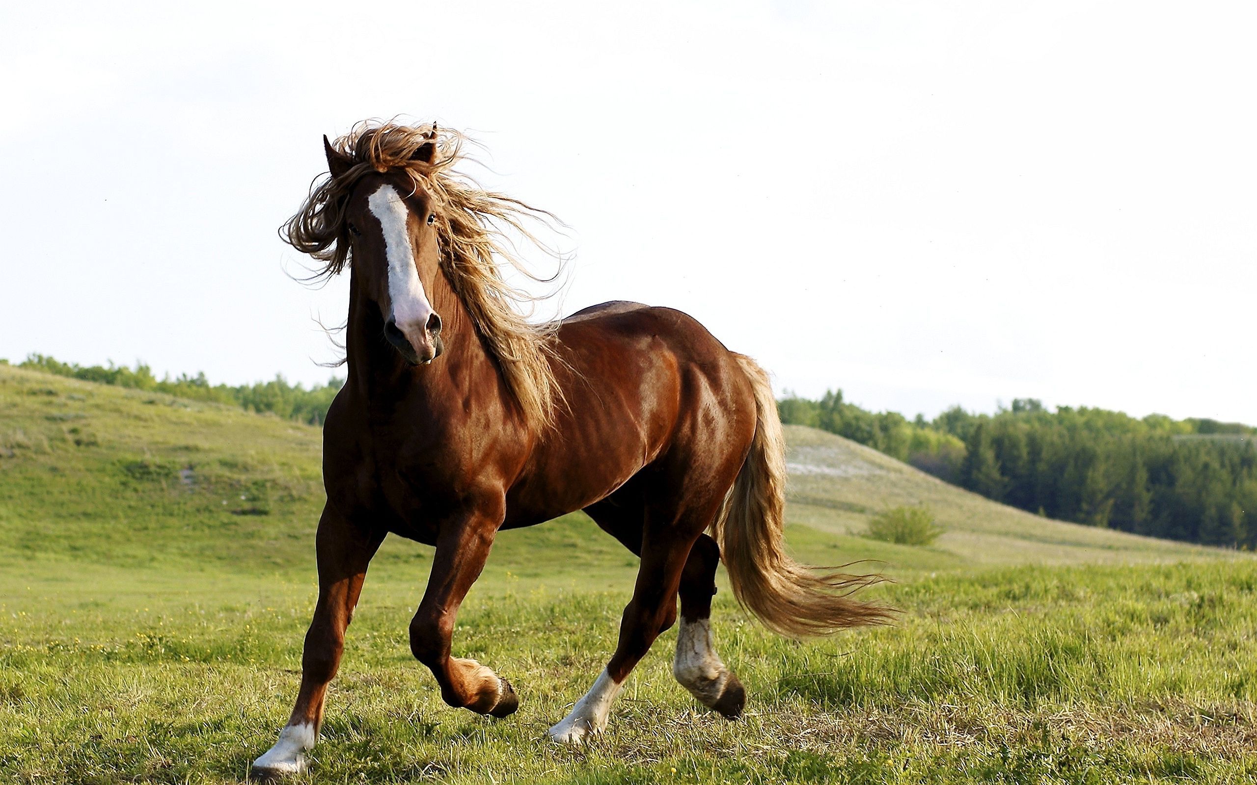 Beautiful Brown Horses Wallpapers