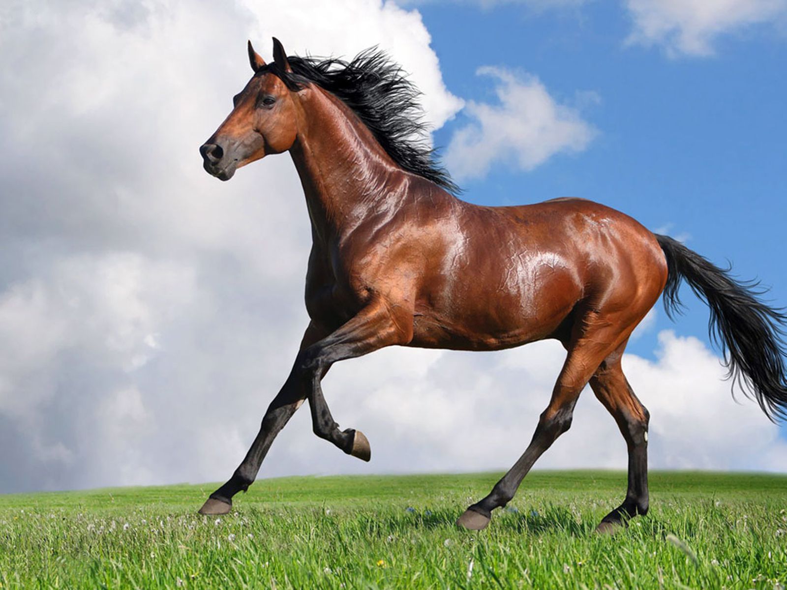 Beautiful Brown Horses Wallpapers