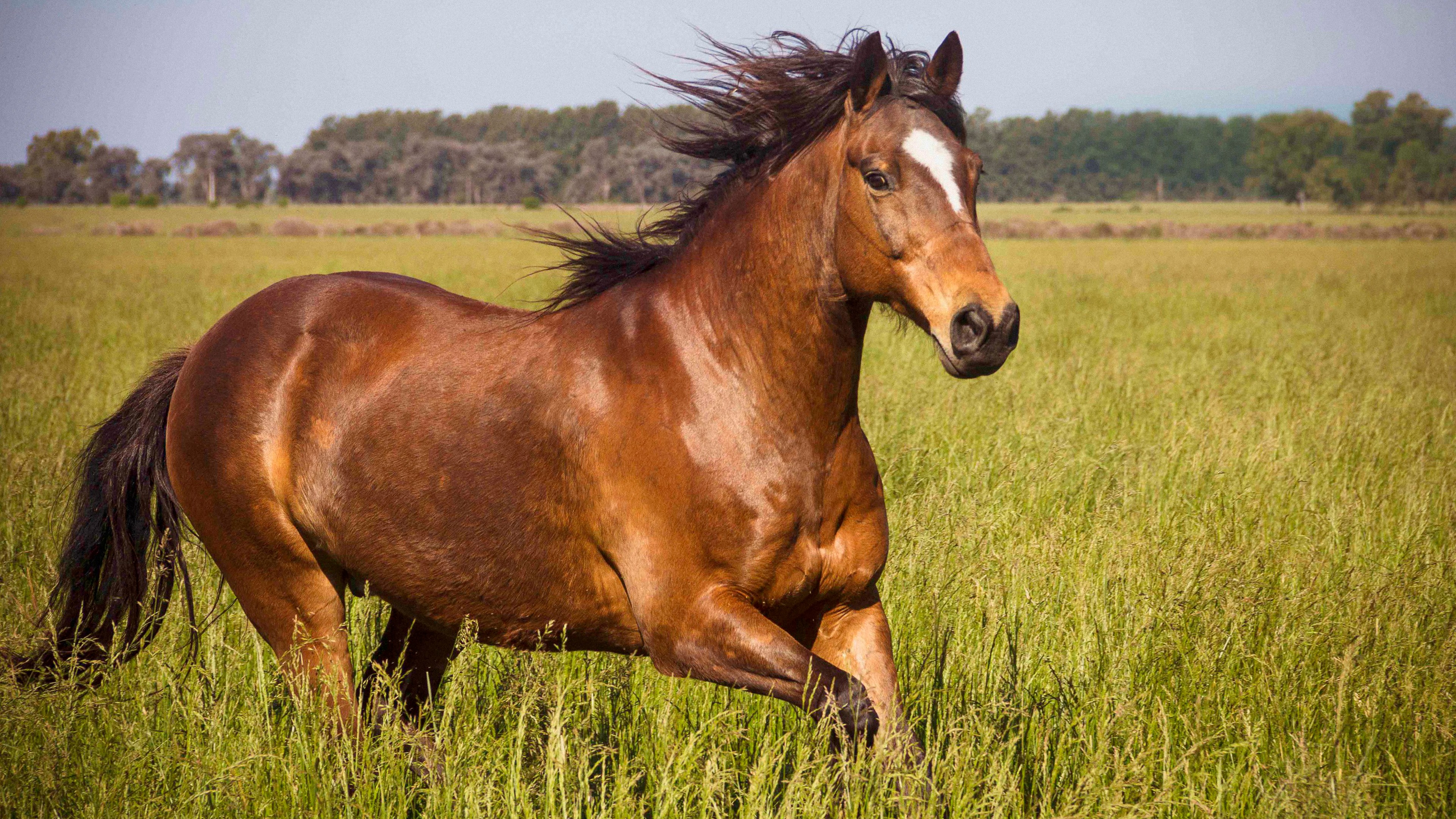 Beautiful Brown Horses Wallpapers