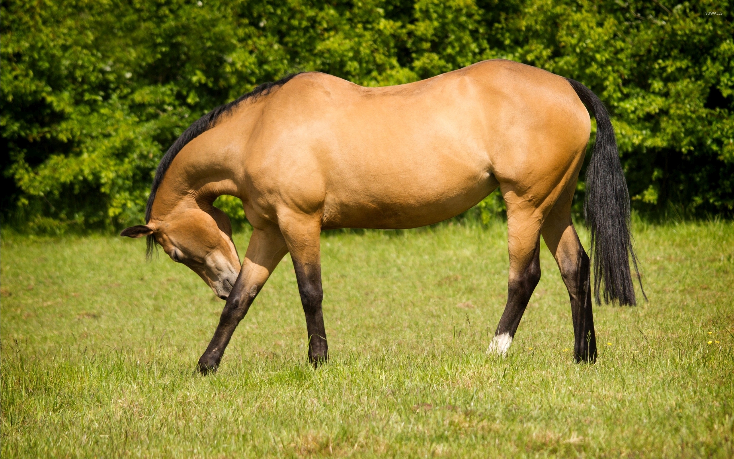 Beautiful Brown Horses Wallpapers