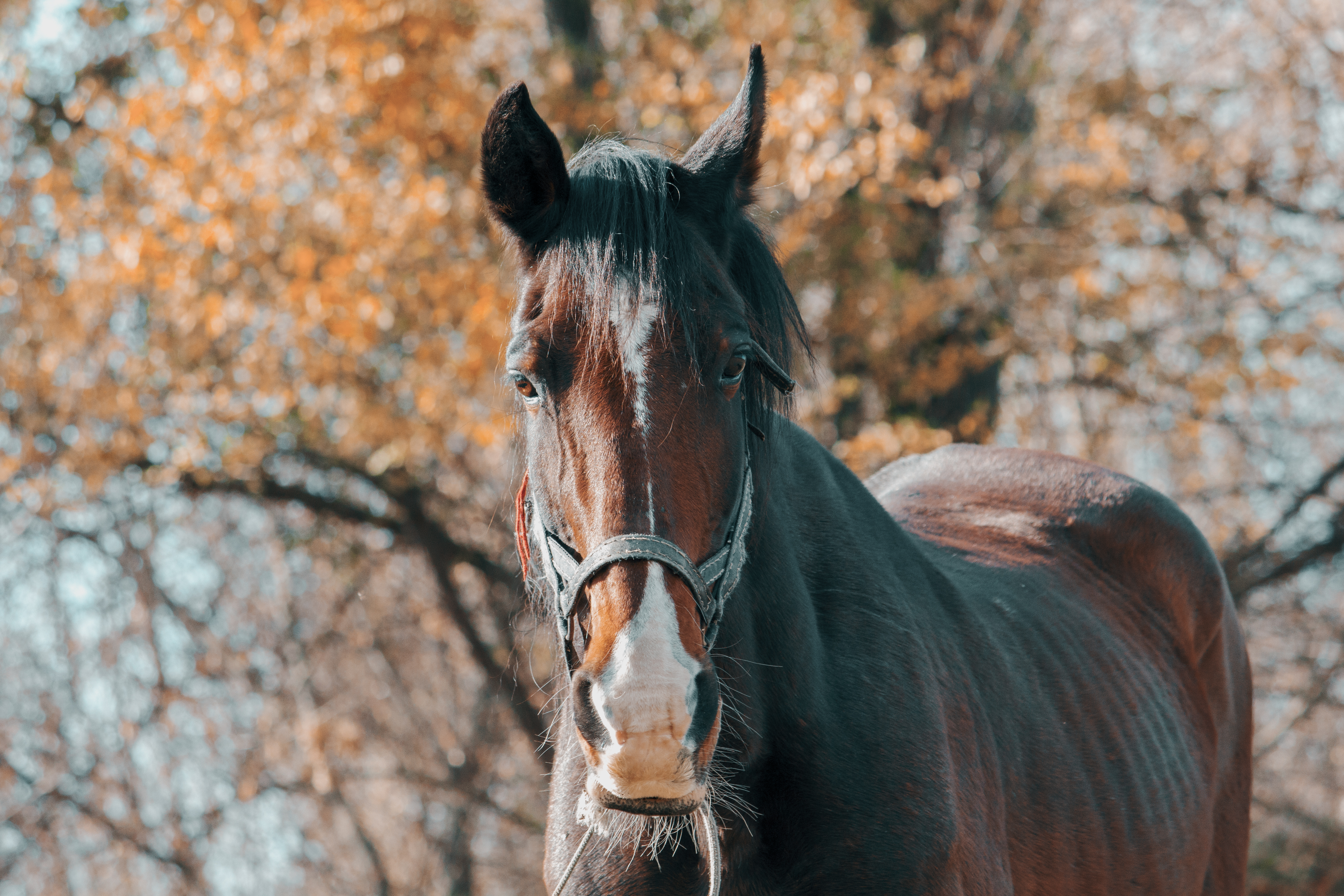 Beautiful Brown Horses Wallpapers