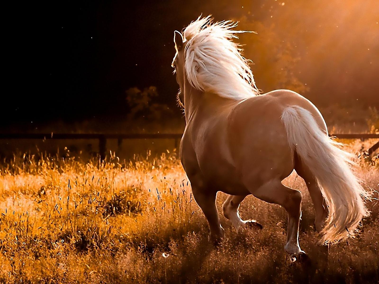 Beautiful Brown Horses Wallpapers