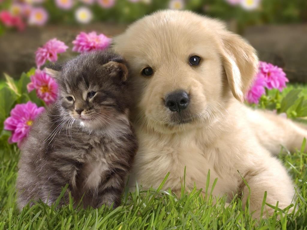 Beautiful Cute Animals Wallpapers