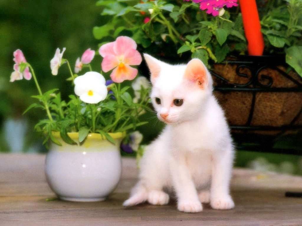 Beautiful Cute Animals Wallpapers