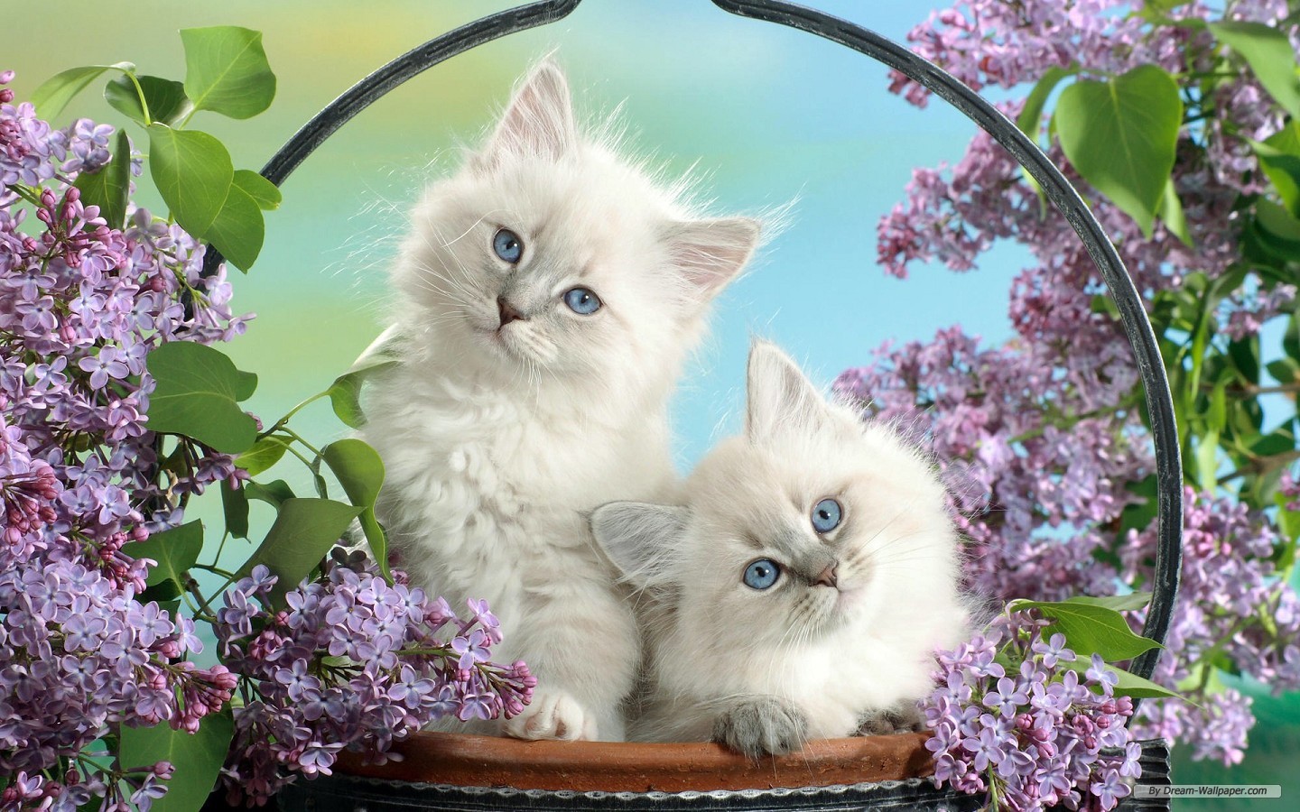 Beautiful Cute Animals Wallpapers