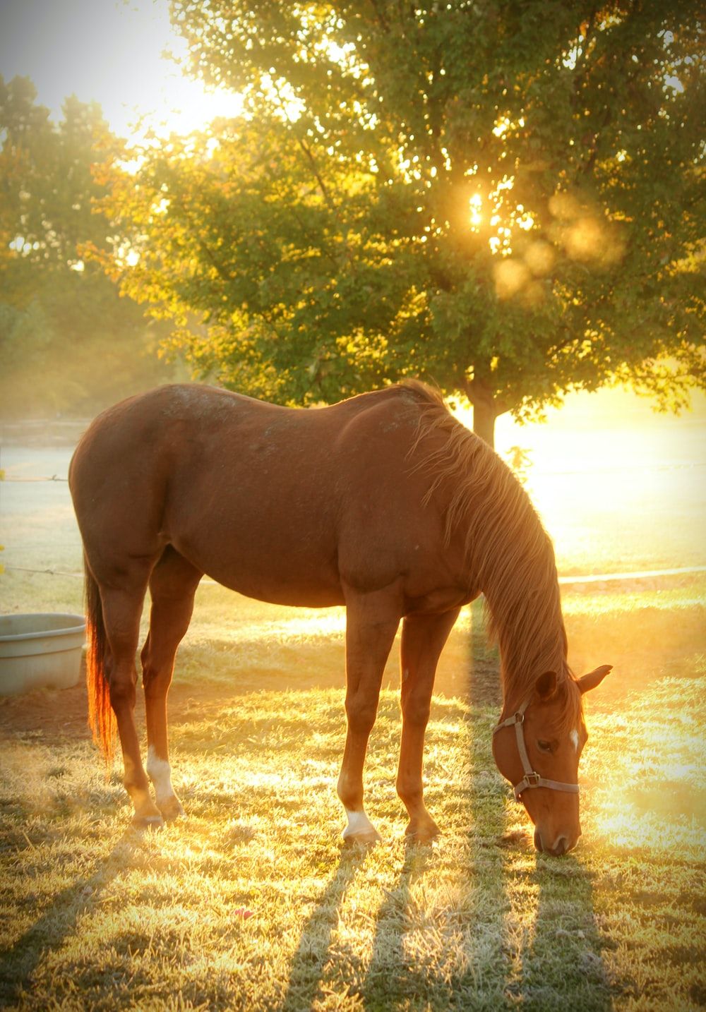 Beautiful Mystical Horse Wallpapers