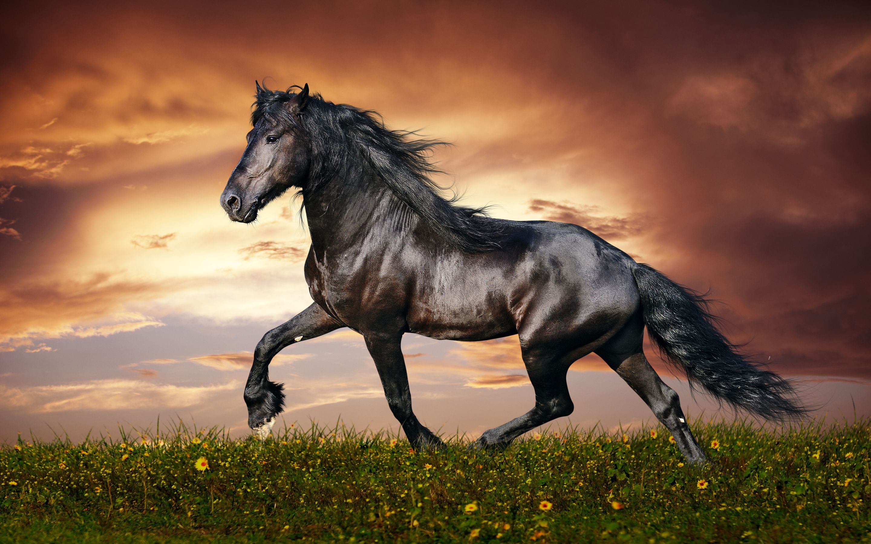 Beautiful Mystical Horse Wallpapers