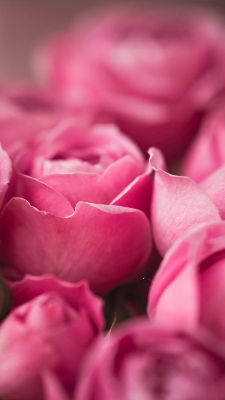 Beautiful Pink Flowers Wallpapers