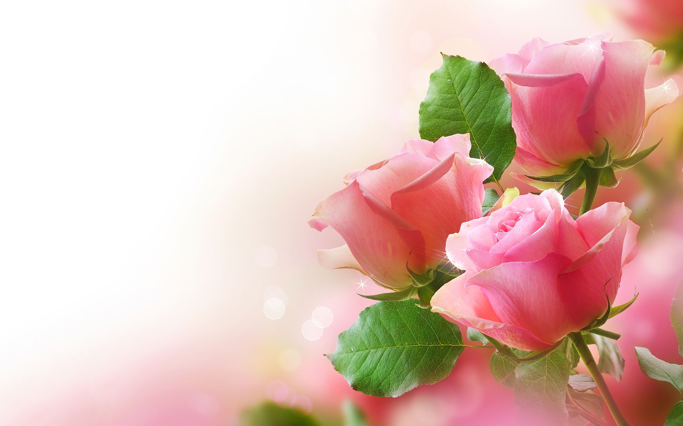 Beautiful Pink Flowers Wallpapers