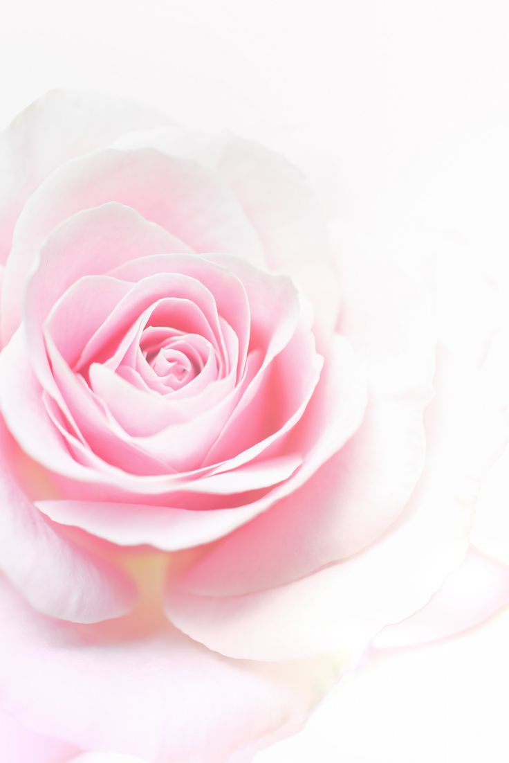 Beautiful Pink Flowers Wallpapers