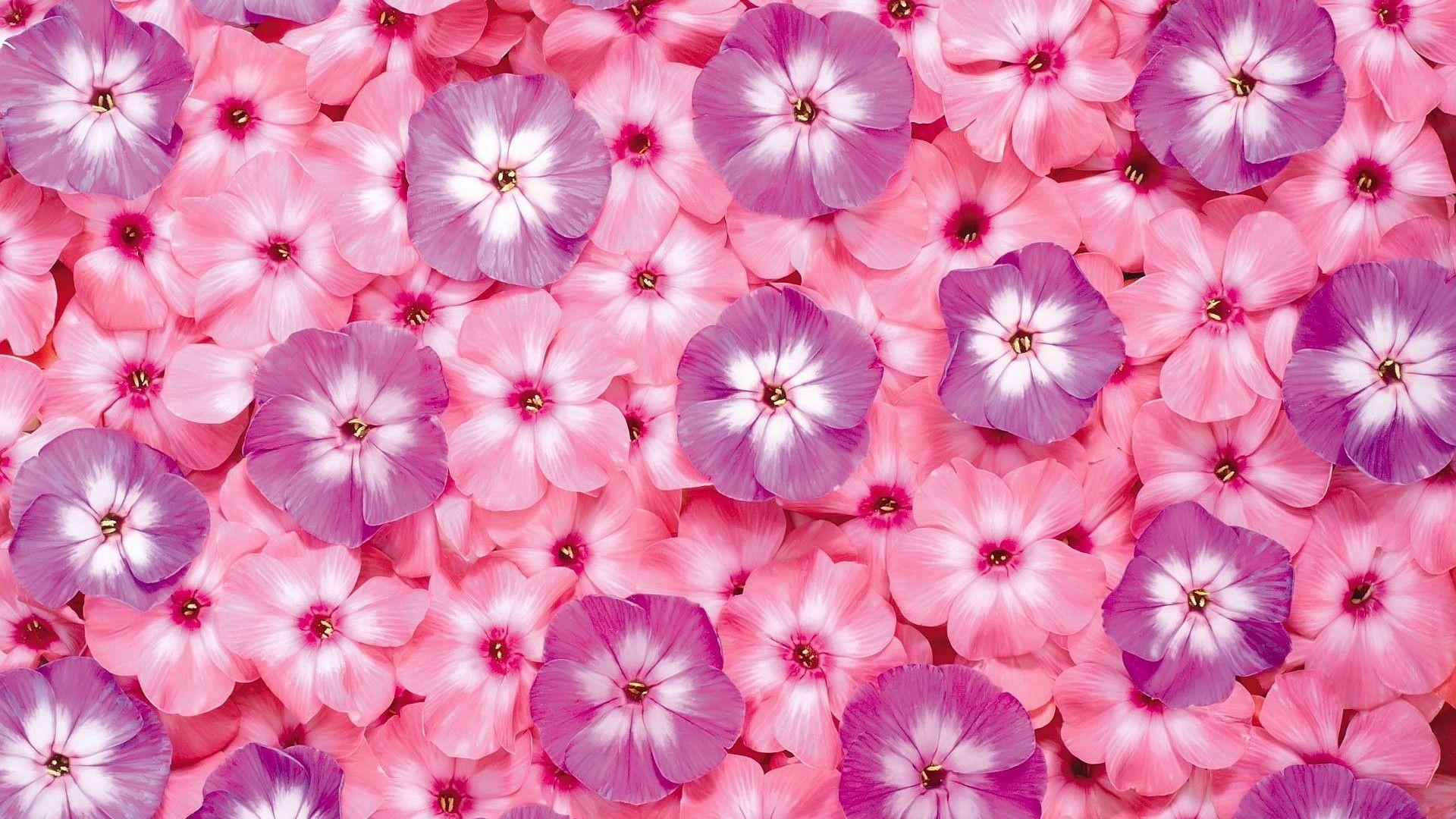 Beautiful Pink Flowers Wallpapers