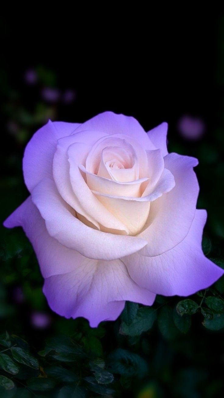 Beautiful Purple And White Roses Wallpapers