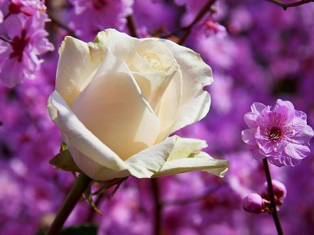 Beautiful Purple And White Roses Wallpapers