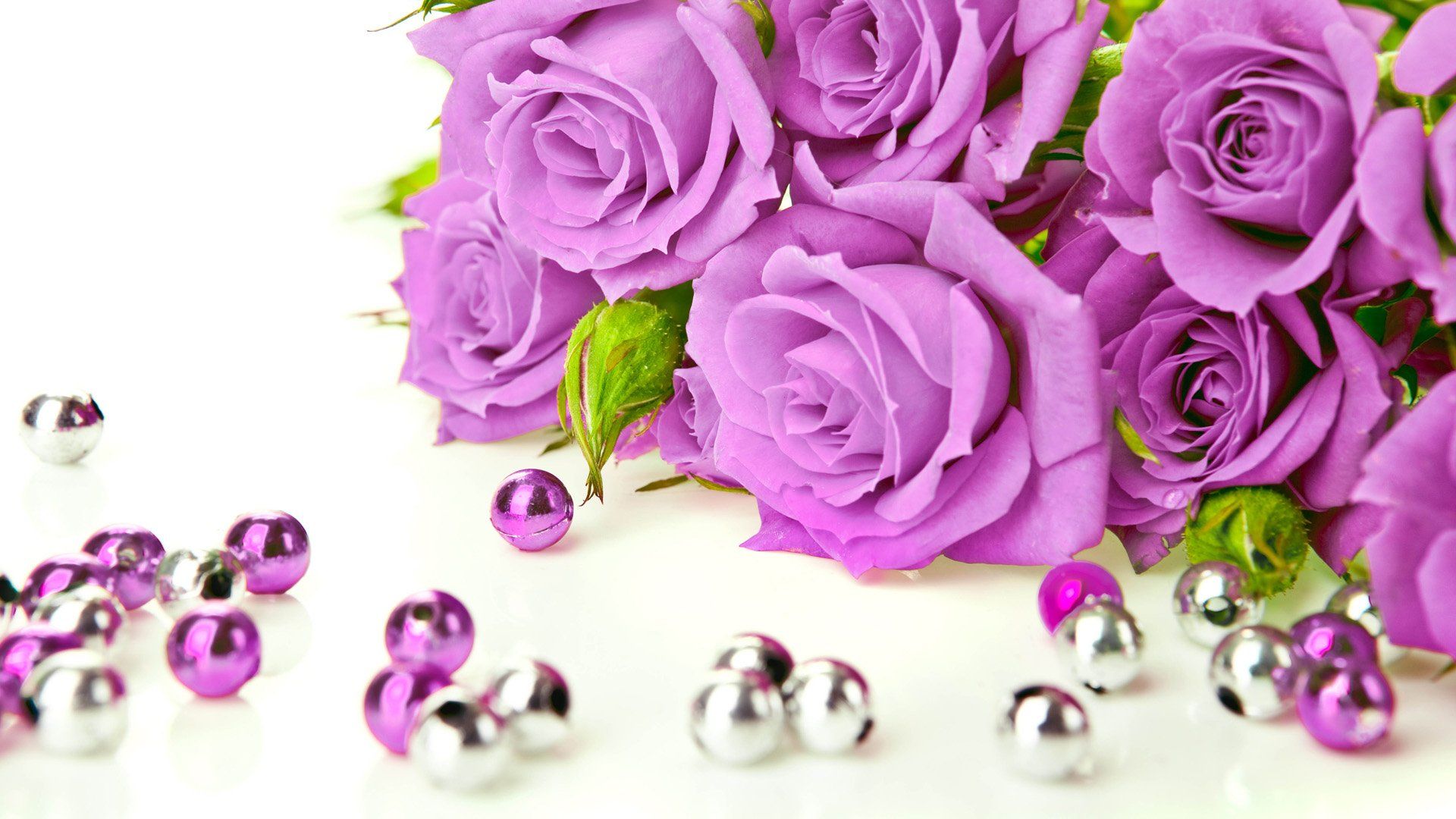 Beautiful Purple And White Roses Wallpapers