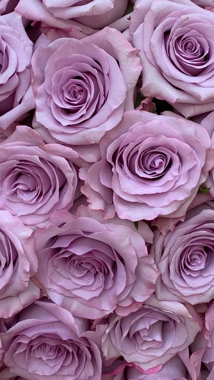 Beautiful Purple And White Roses Wallpapers