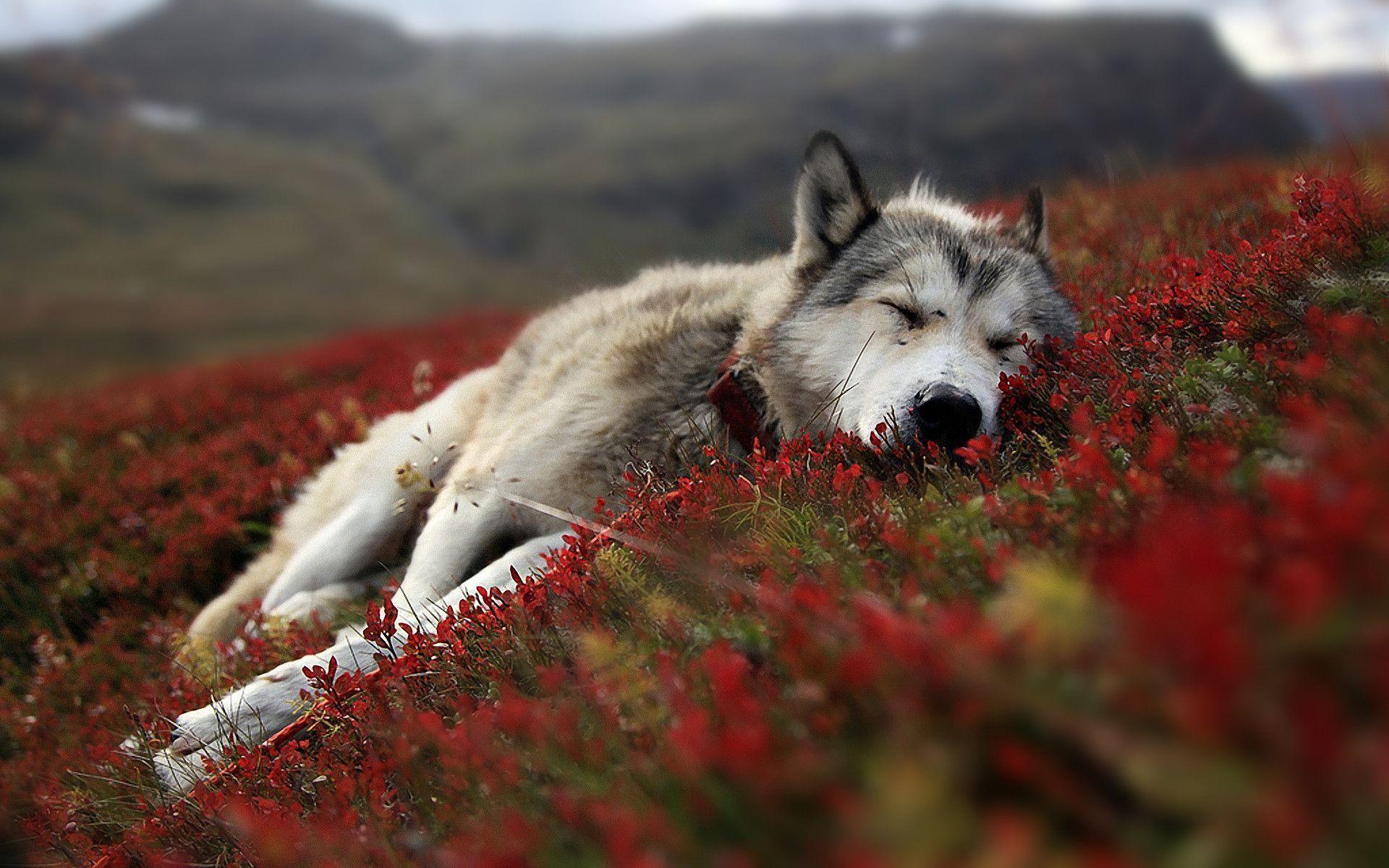 Beautiful Wolf Photography Wallpapers