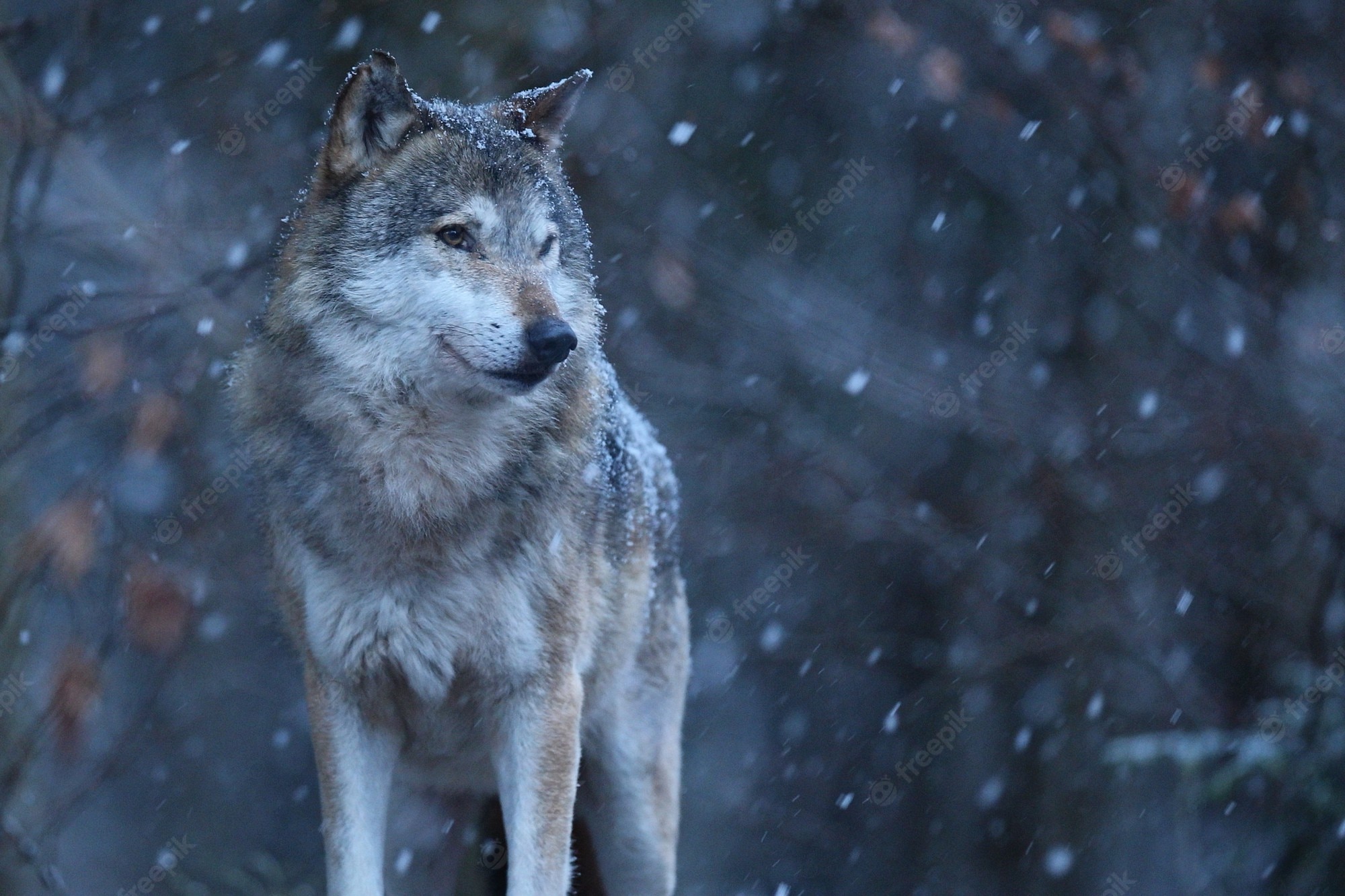 Beautiful Wolf Photography Wallpapers