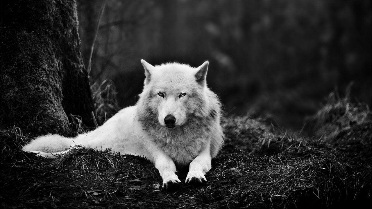 Beautiful Wolf Photography Wallpapers