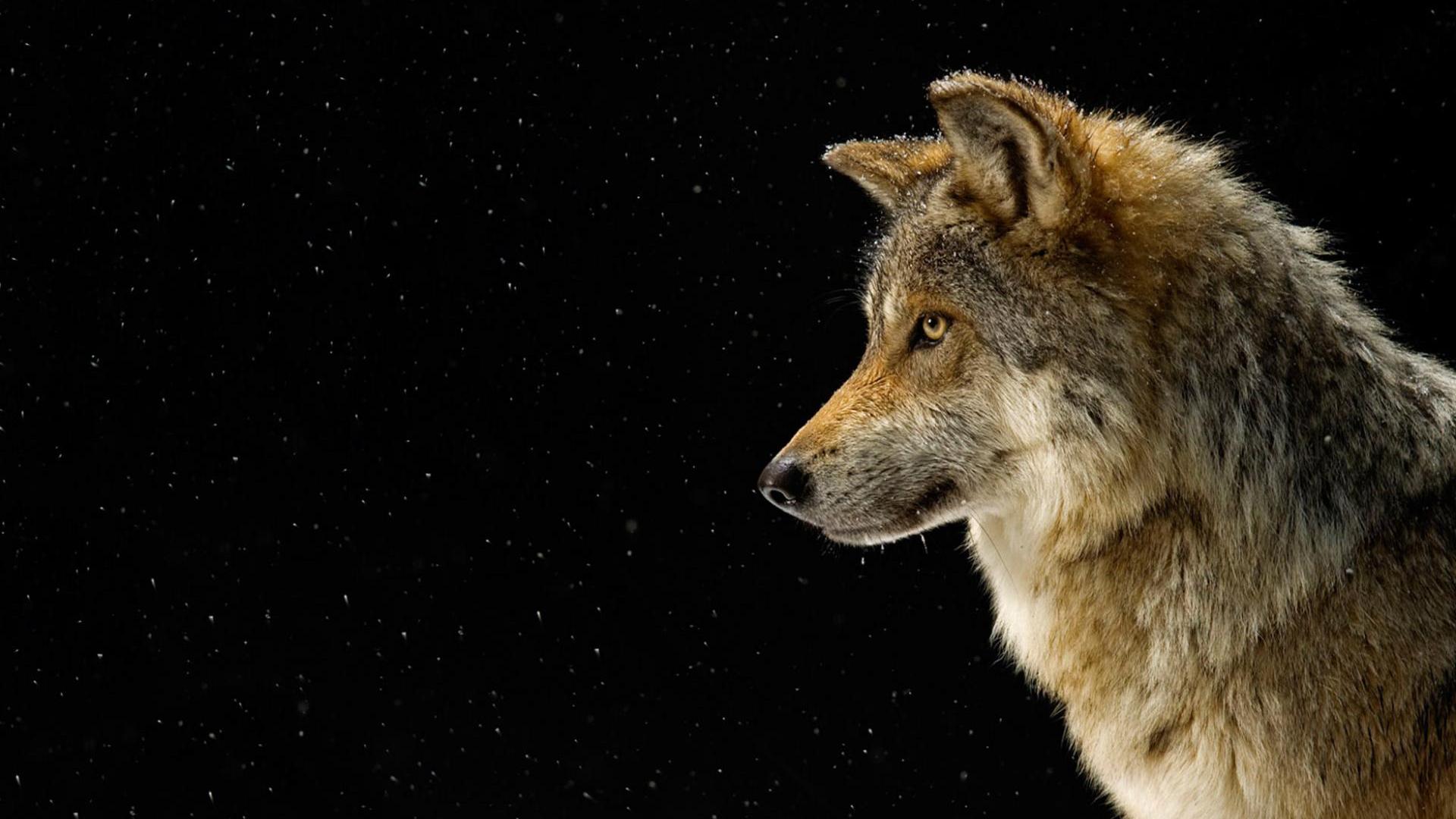 Beautiful Wolf Photography Wallpapers