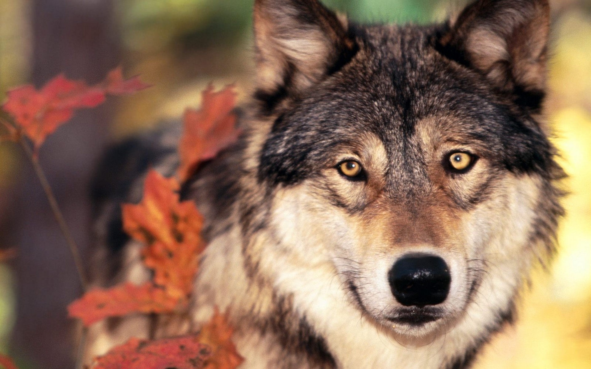 Beautiful Wolf Photography Wallpapers