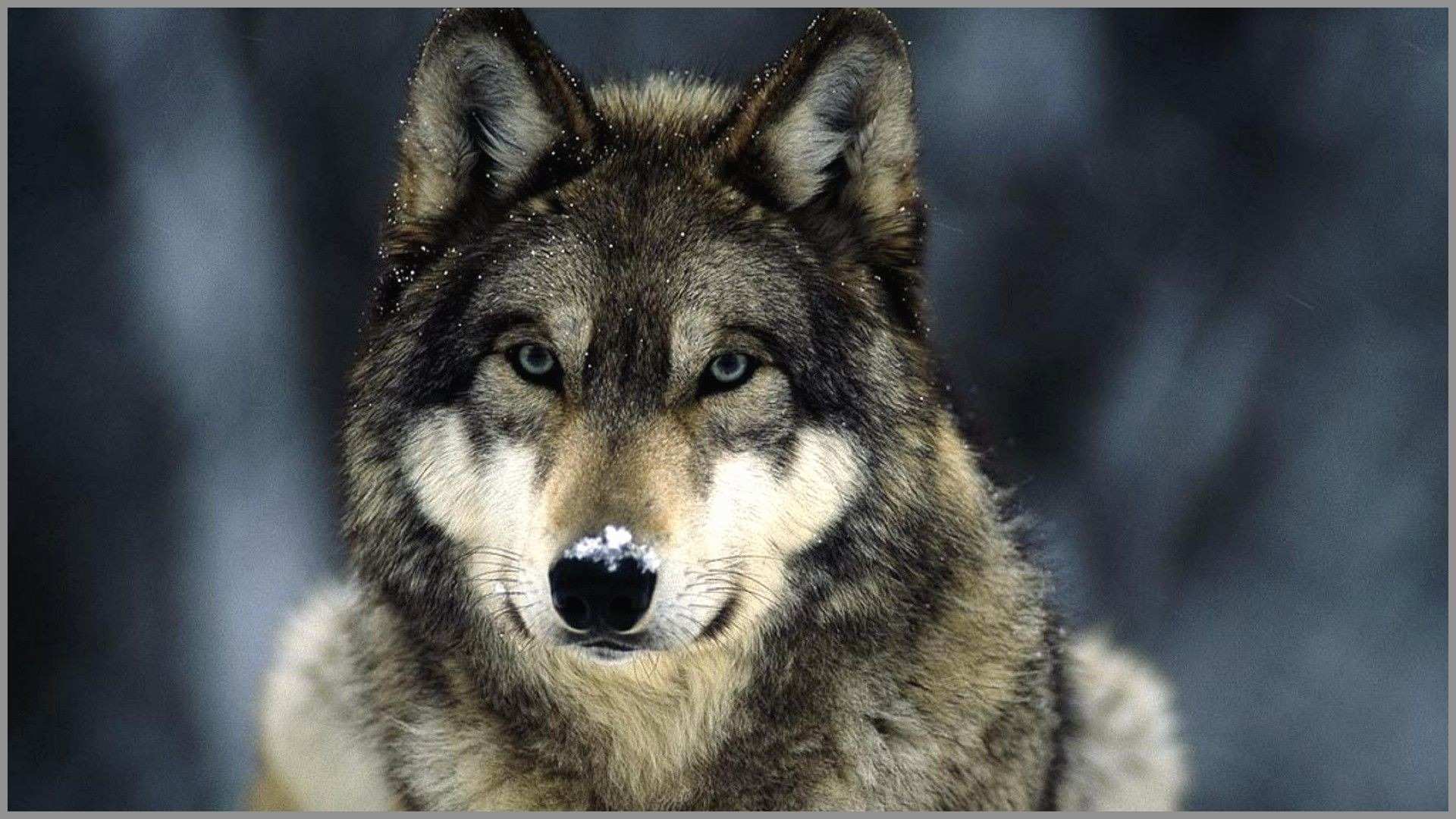 Beautiful Wolf Photography Wallpapers