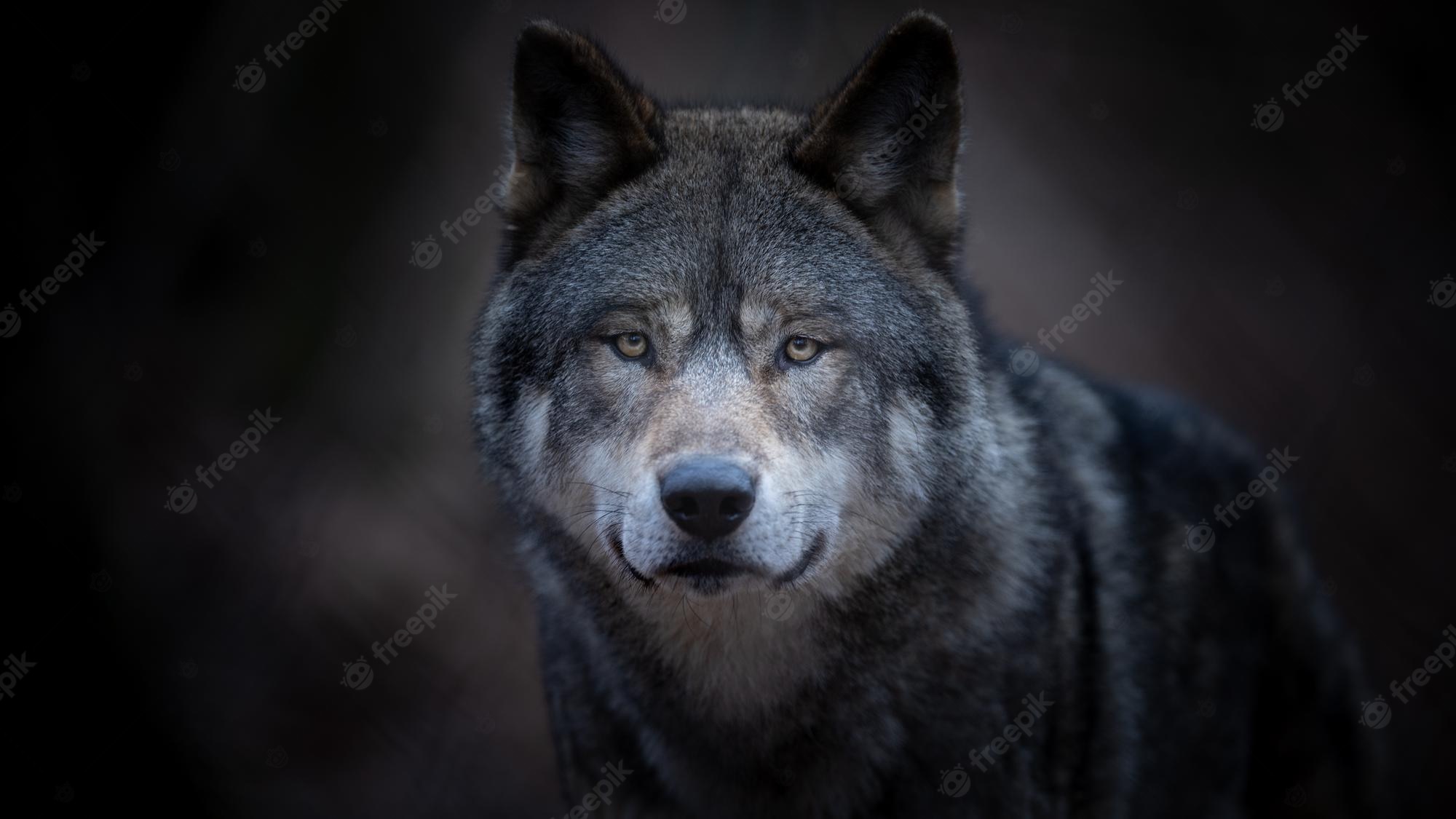 Beautiful Wolf Photography Wallpapers