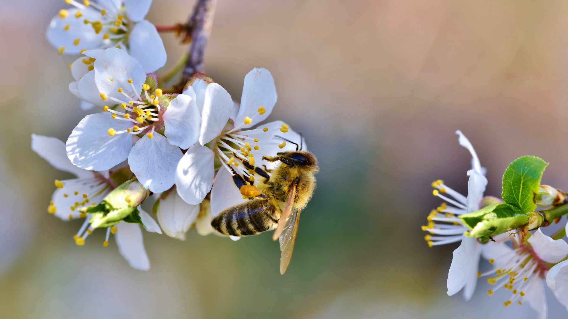 Bee And Flower Wallpapers