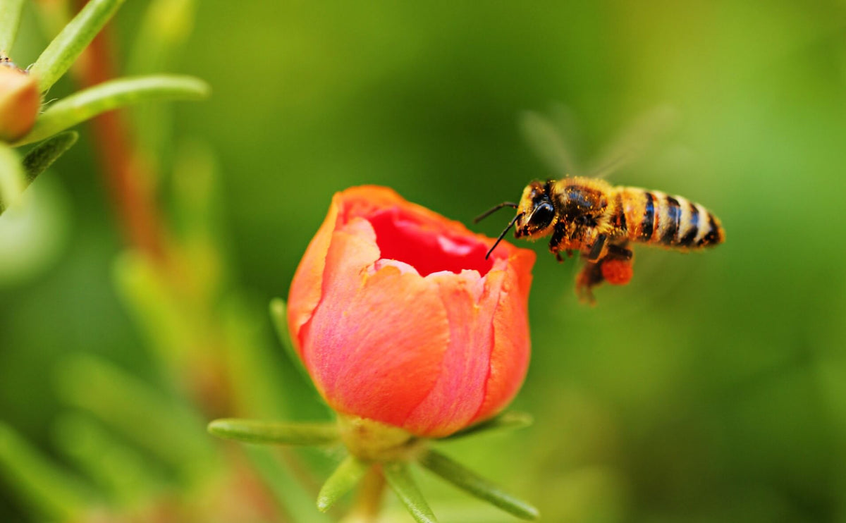 Bee And Flower Wallpapers