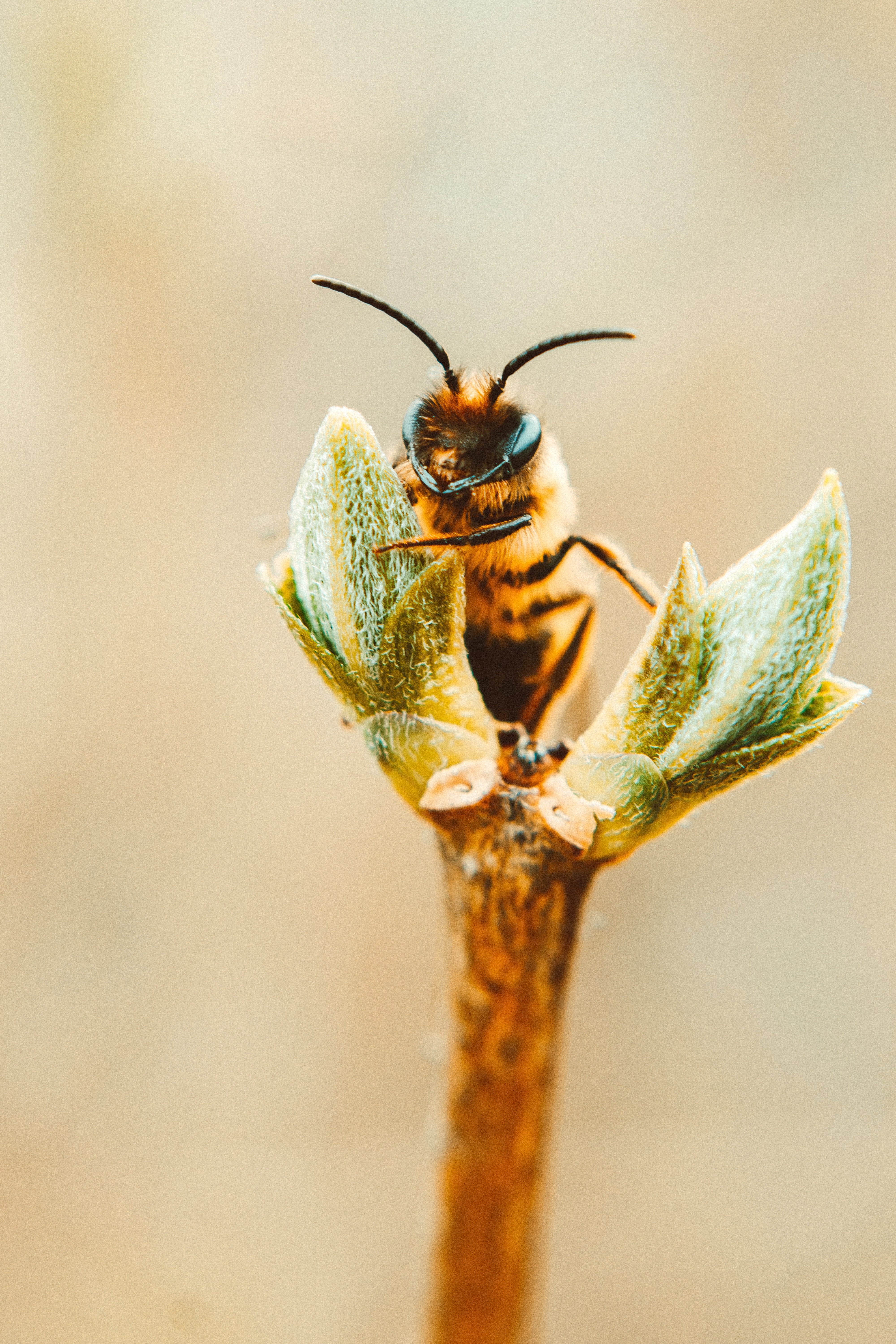 Bee Desktop Wallpapers