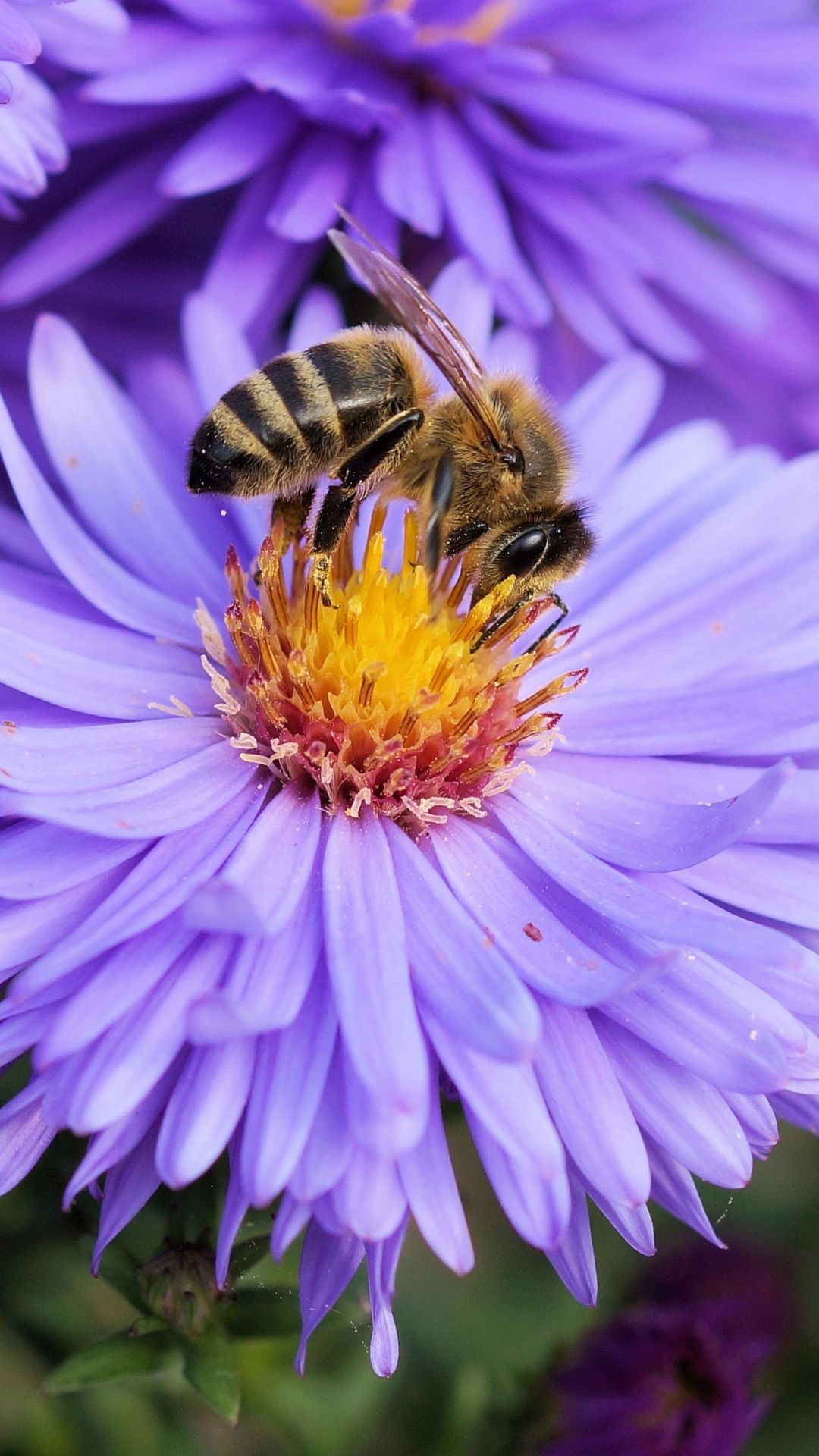 Bee Iphone Wallpapers