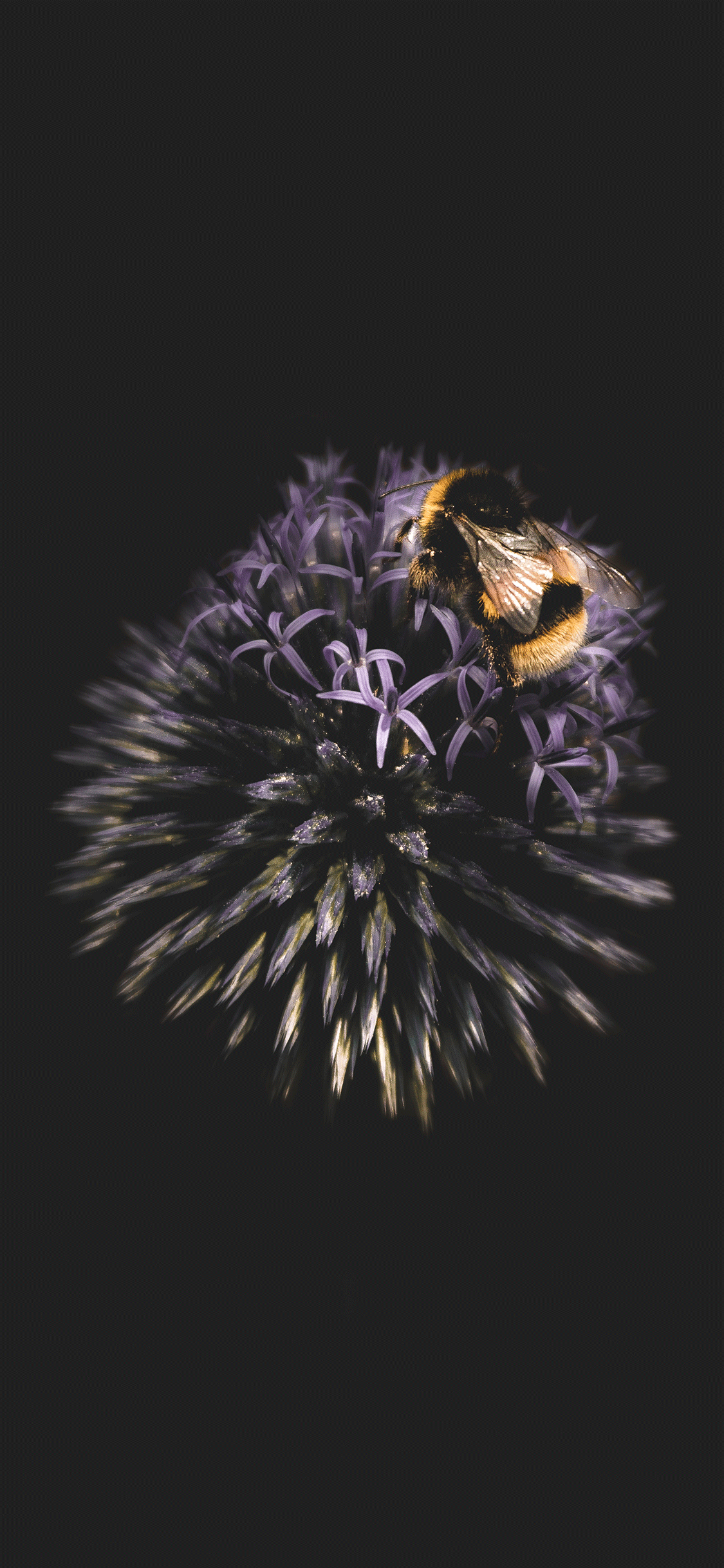 Bee Iphone Wallpapers