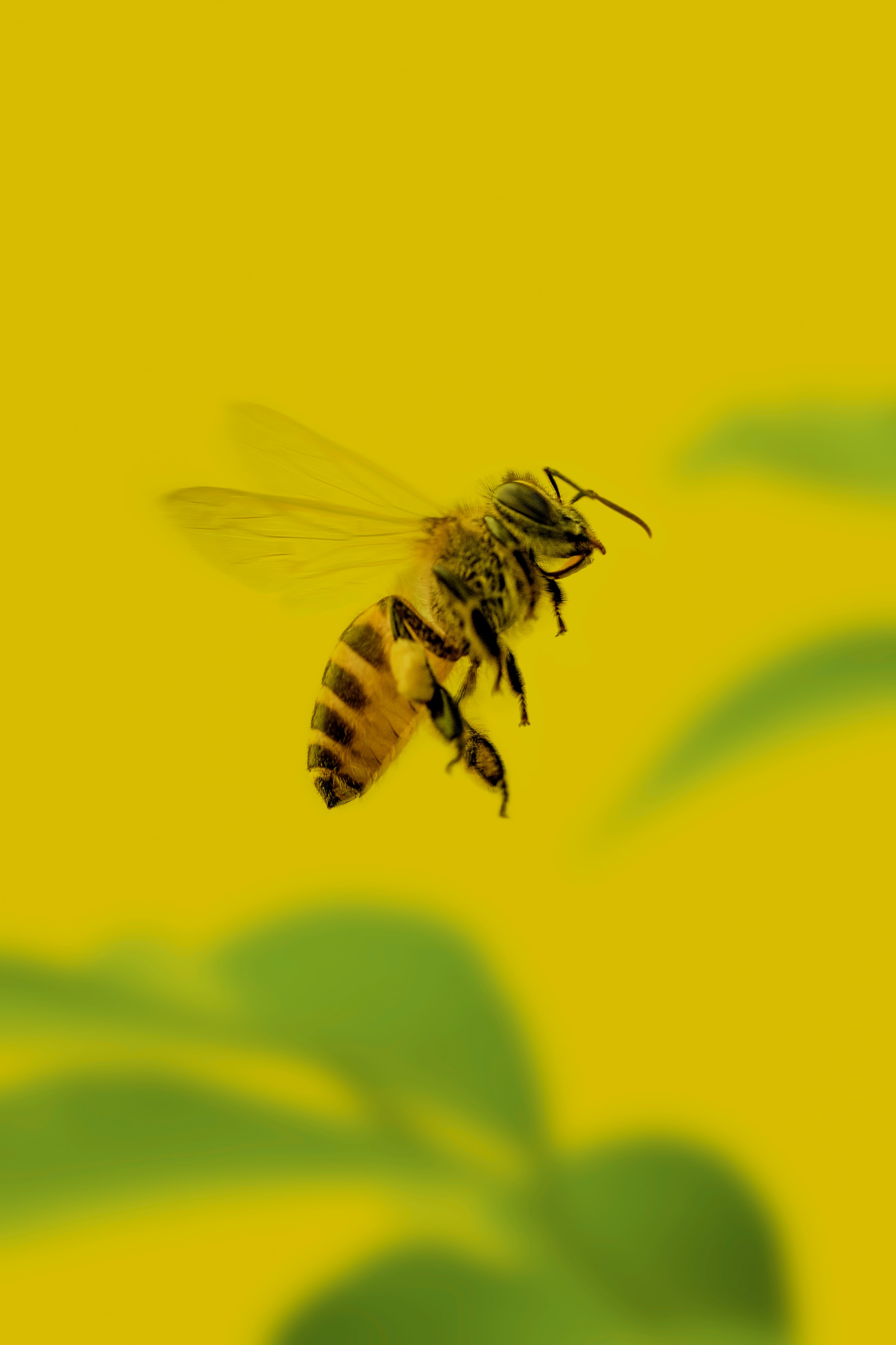 Bee Phone Wallpapers