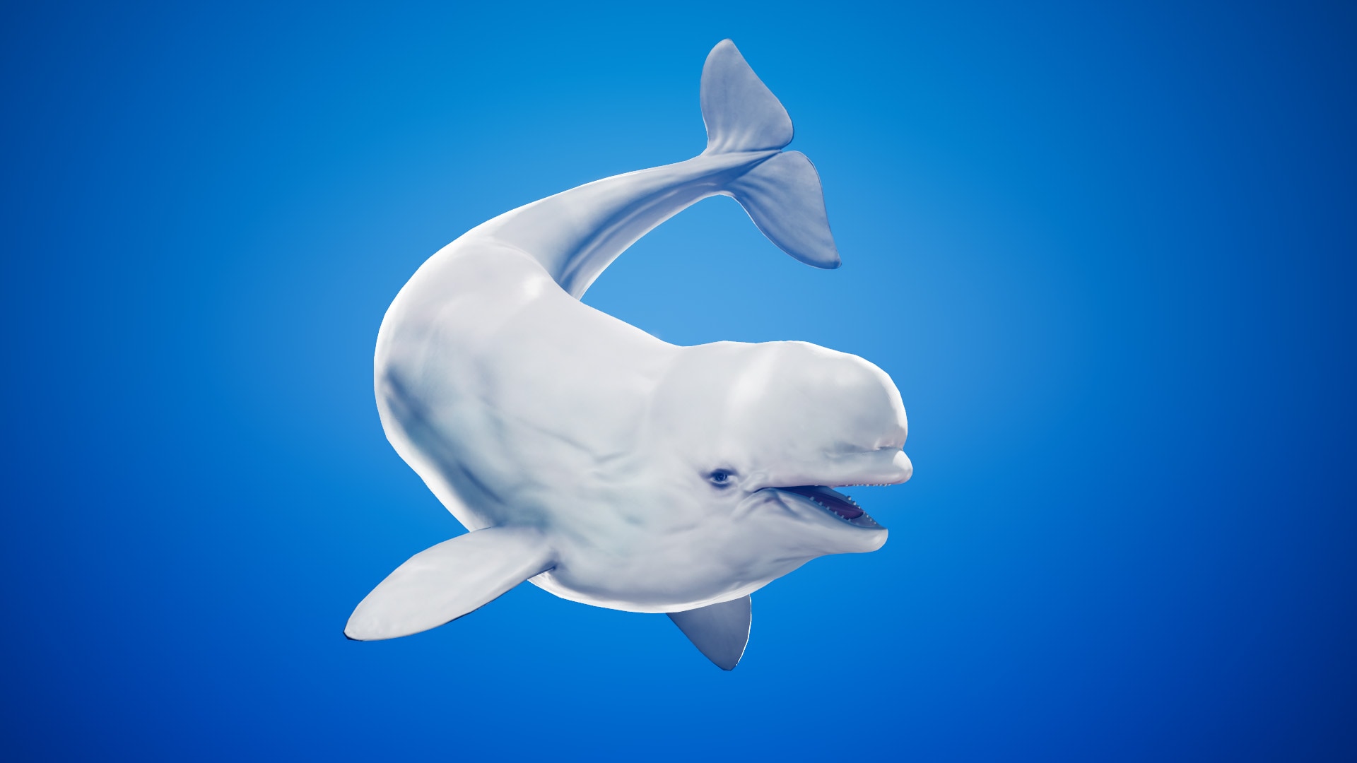 Beluga Cat Wallpapers