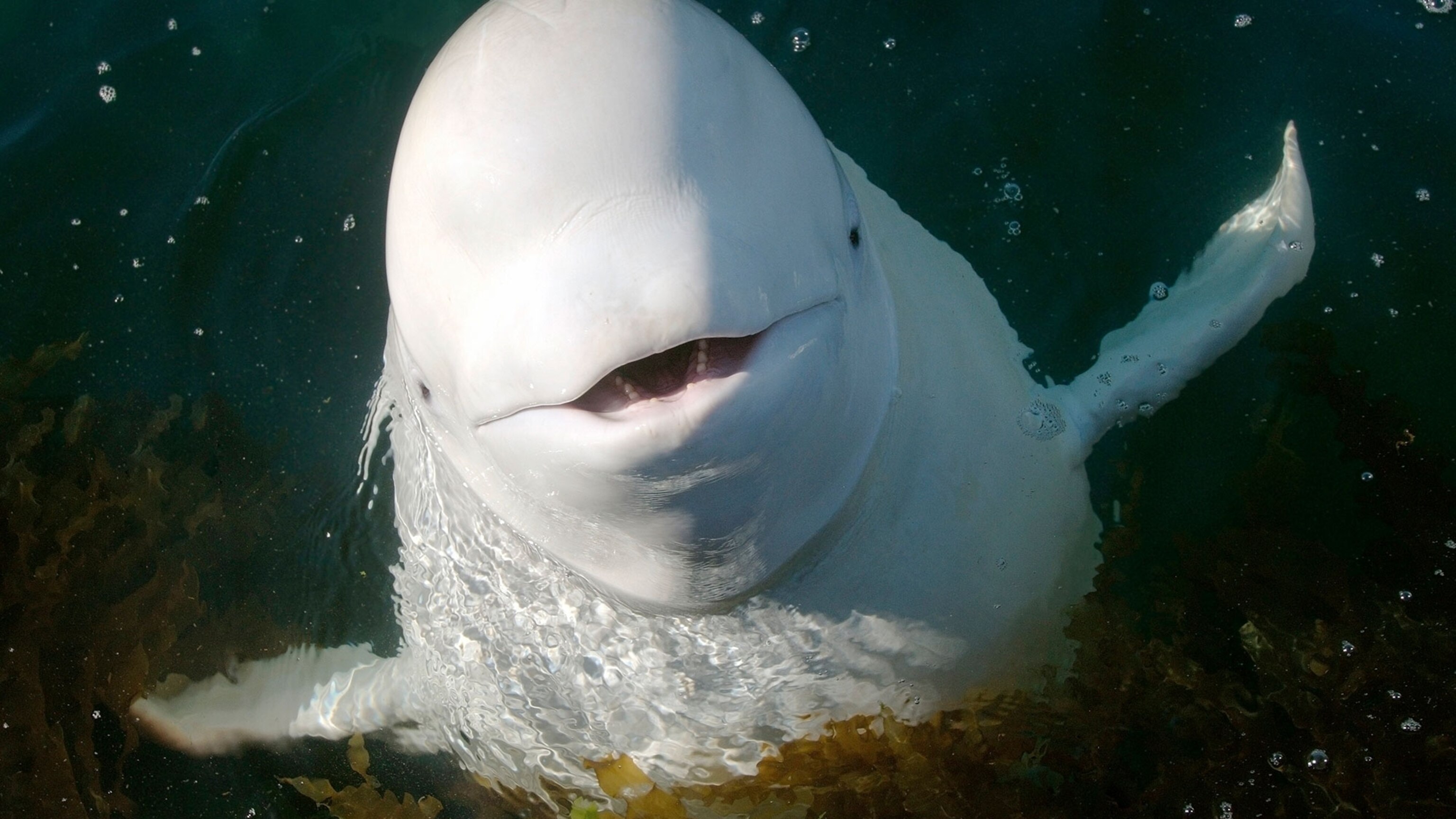 Beluga Cat Wallpapers