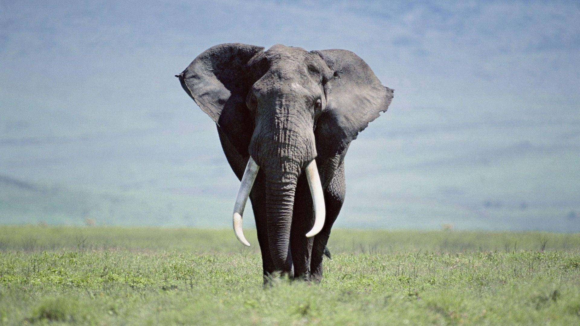 Best Elephant Wallpapers