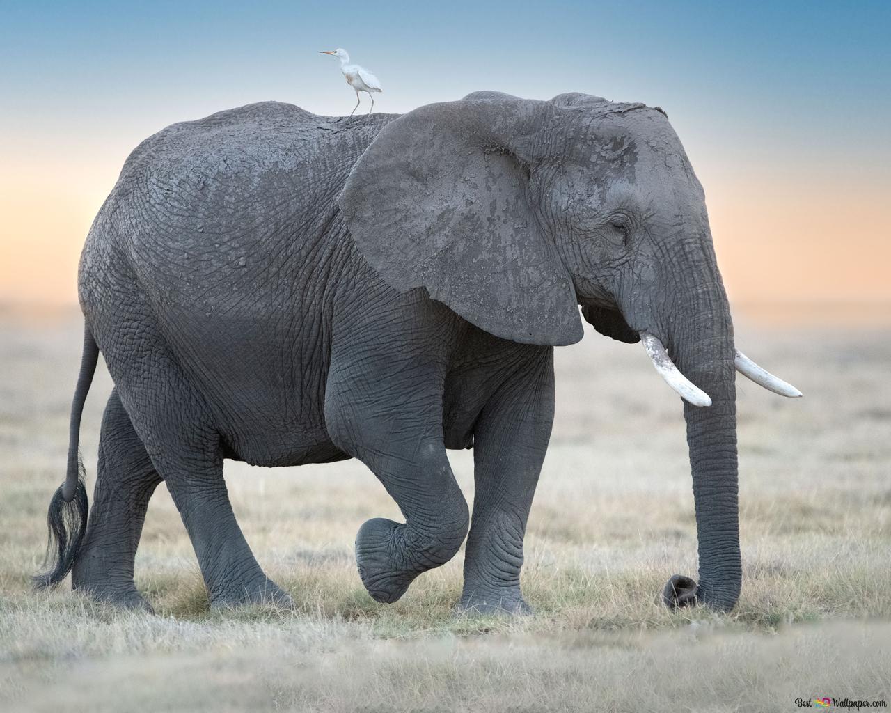 Best Elephant Wallpapers